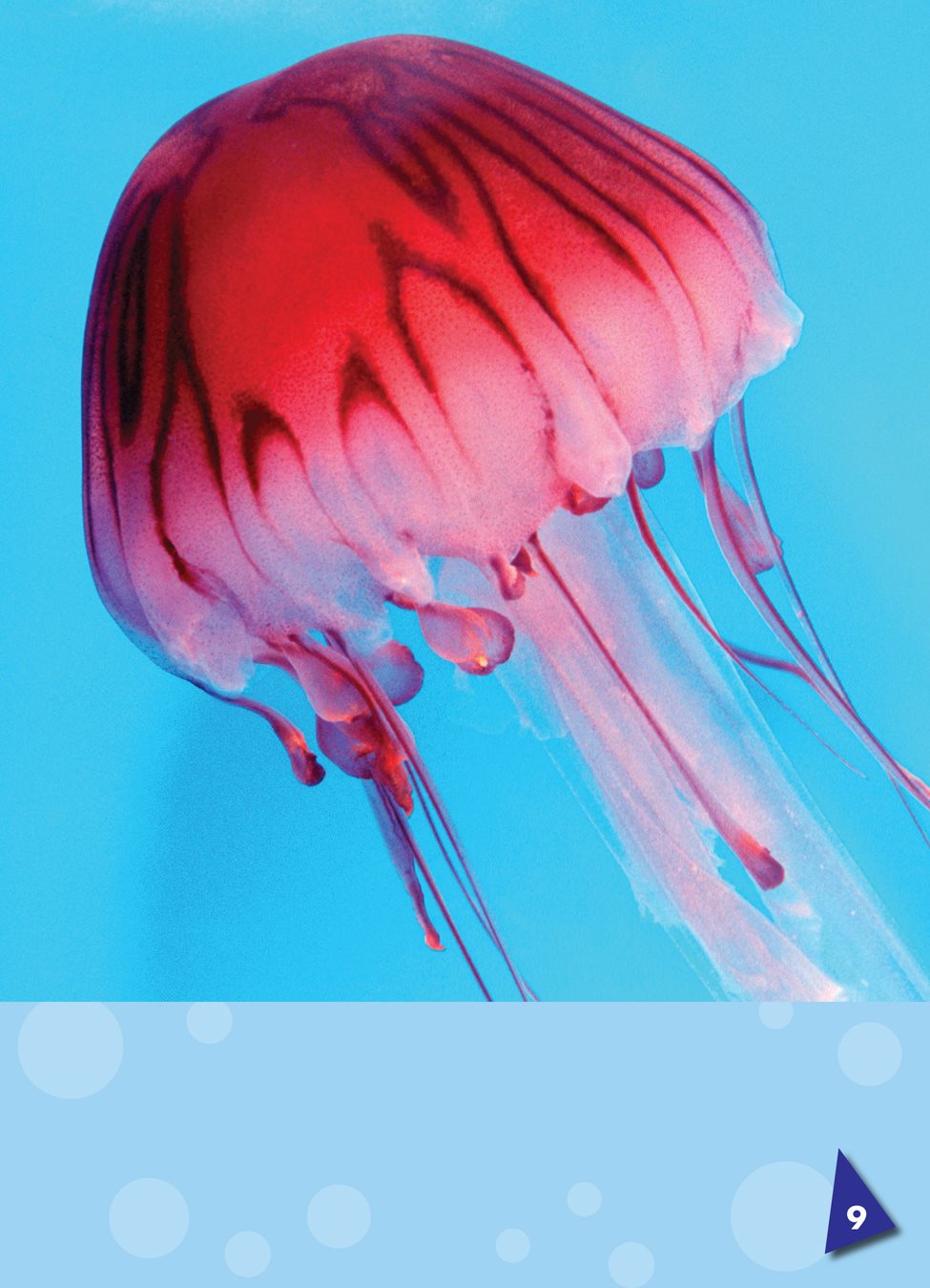 Their bodies are smooth and squishy soft and wet Jellyfish do not - photo 9