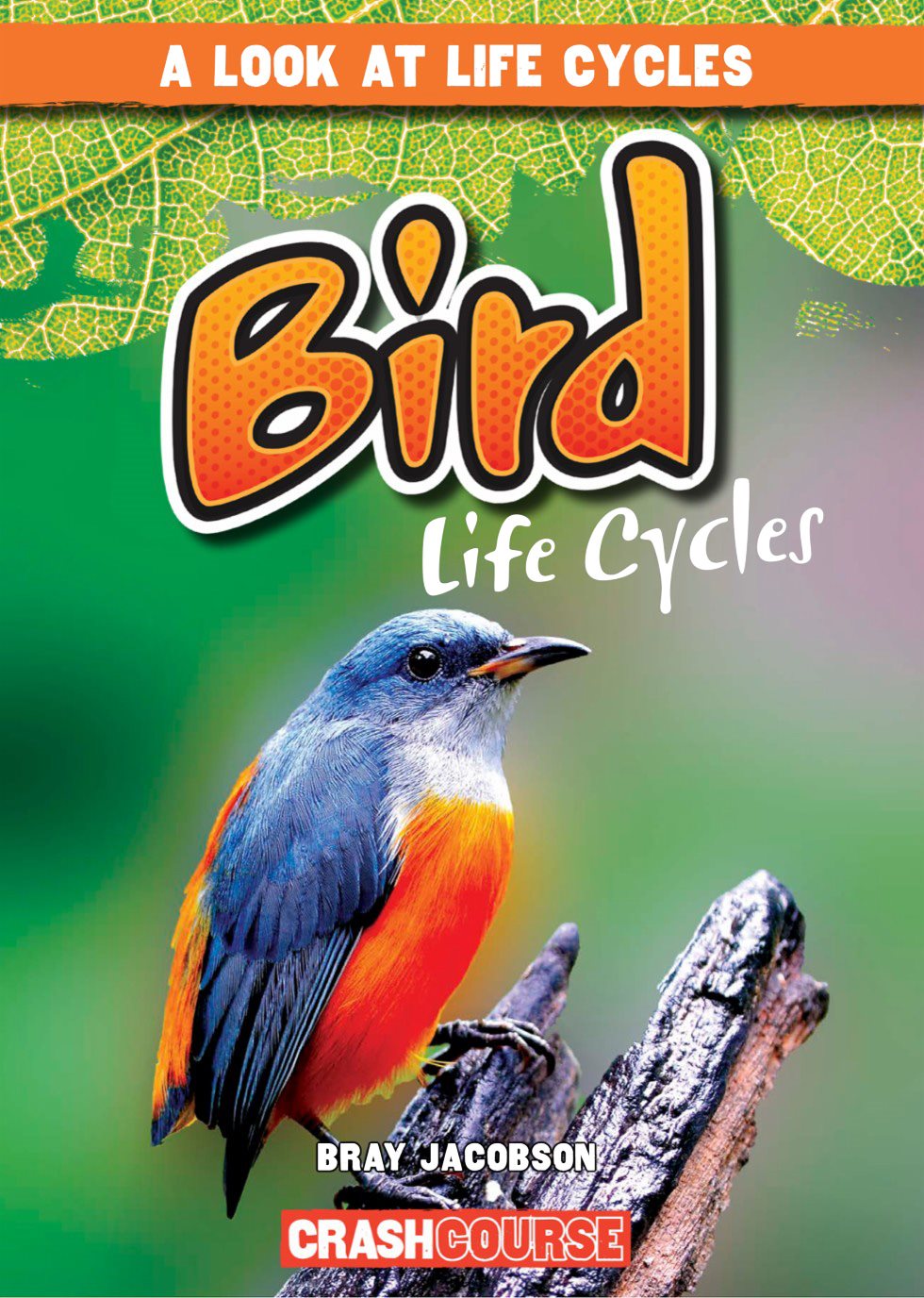 A LOOK AT LIFE CYCLES Bird Life Cycles BRAY JACOBSON - photo 1