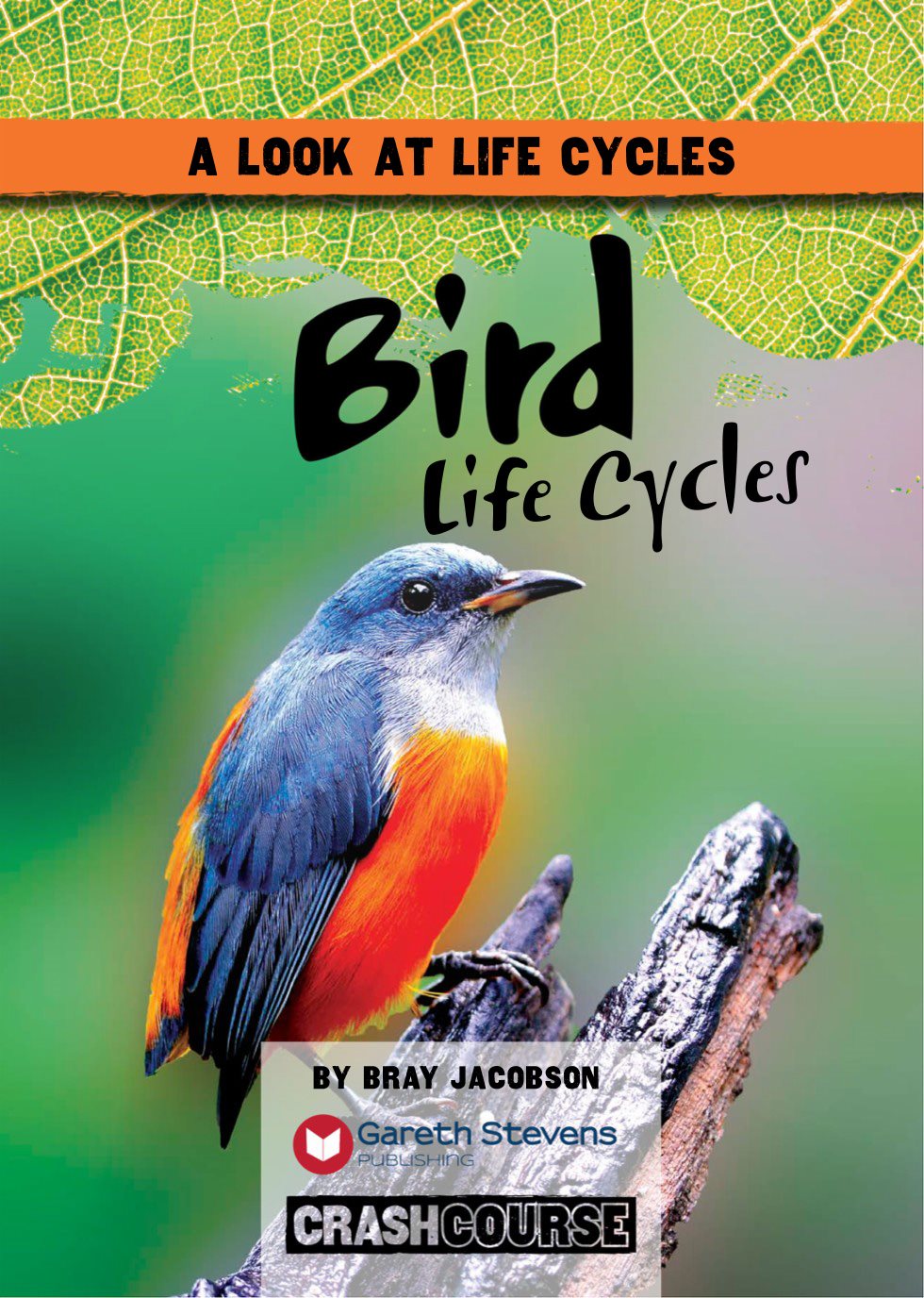 A LOOK AT LIFE CYCLES Bird Life Cycles BY BRAY JACOBSON Please - photo 3