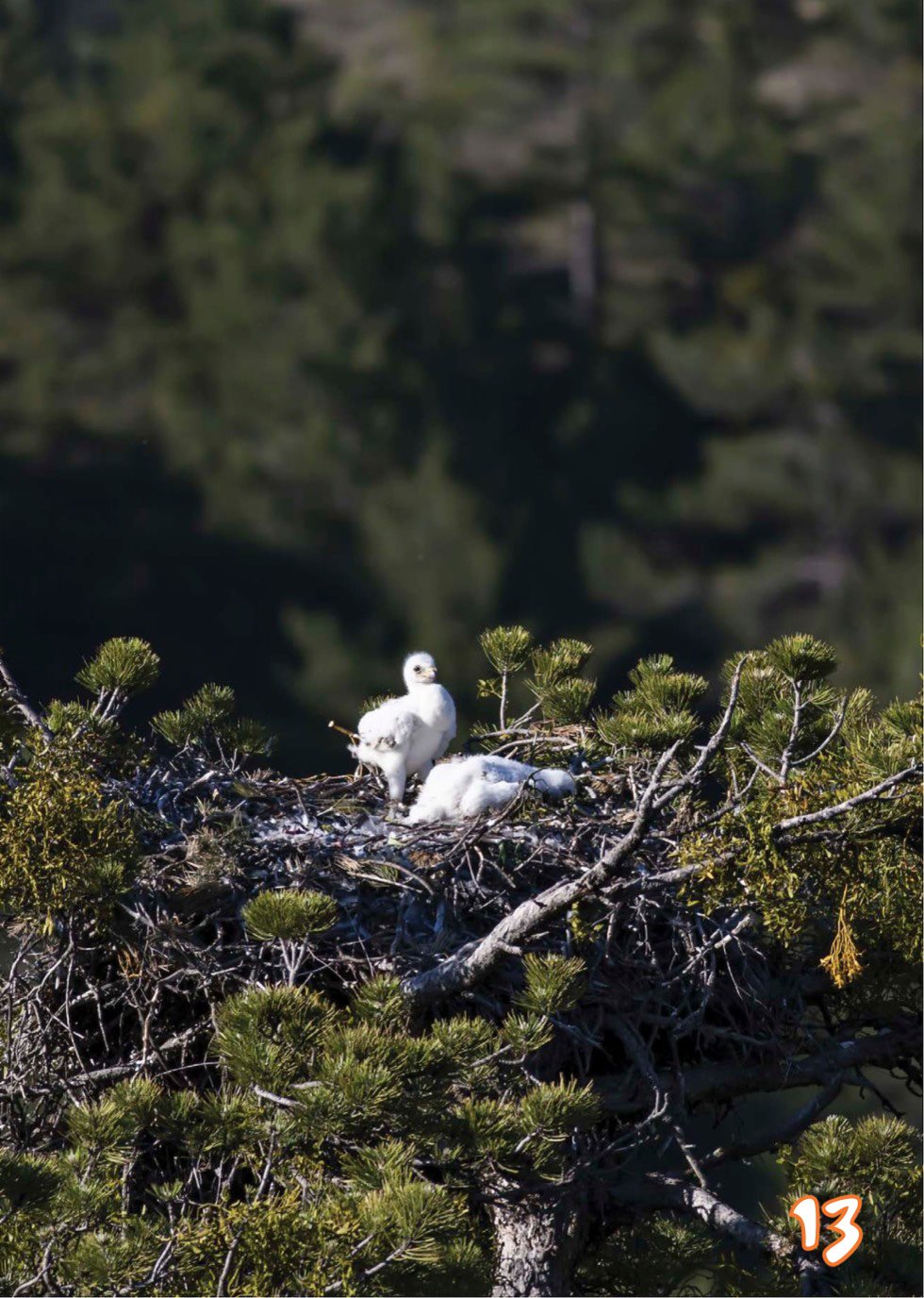 Puffins kingfishers and bank swallows use burrow nests They may make - photo 15