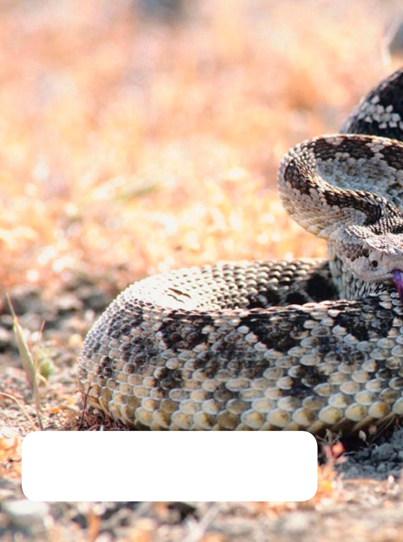 There are many kinds of snakes in the world like grass snakes sea snakes - photo 4