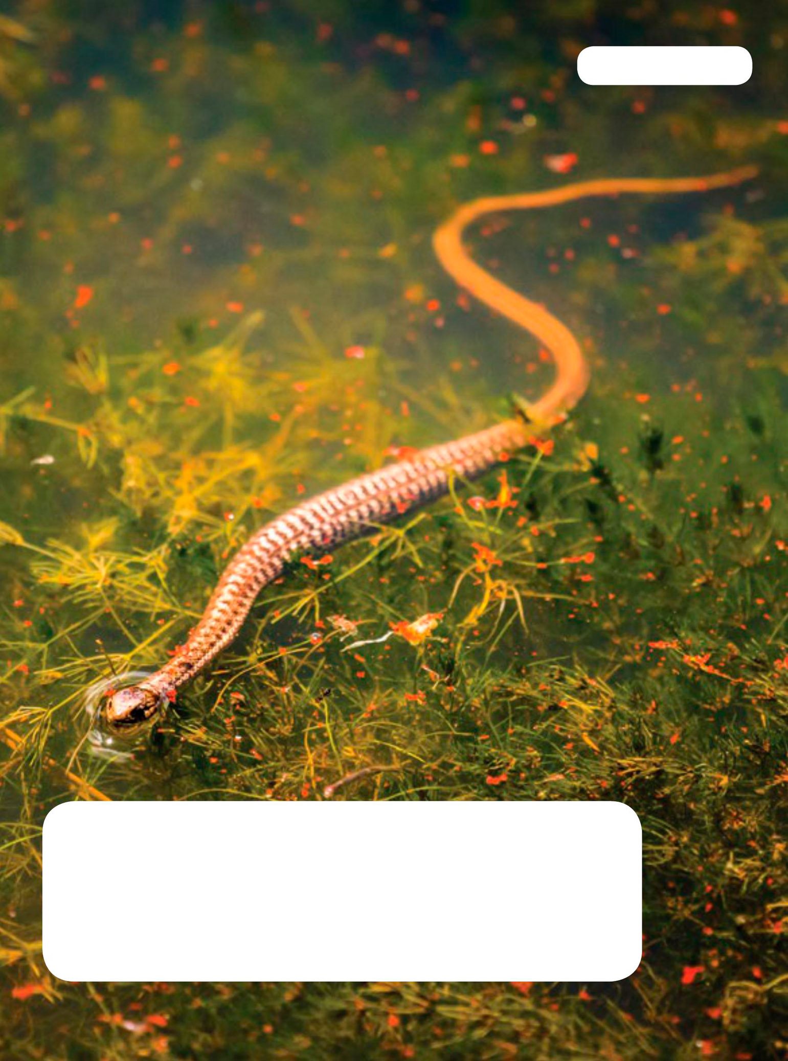 Snakes have no legs so they move by sliding and slithering on the ground - photo 8