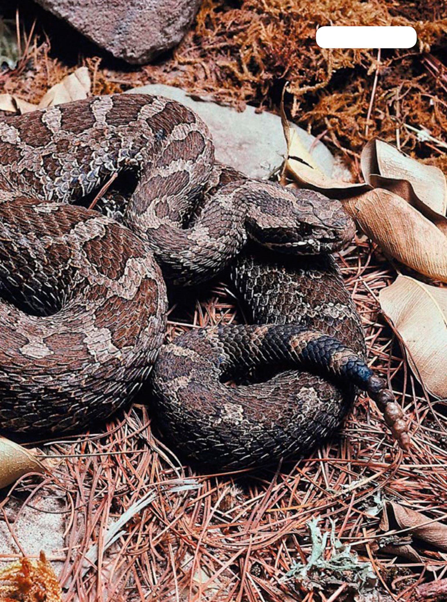 rattlesnakes A snake puts its long tongue in and out to smell food or - photo 13