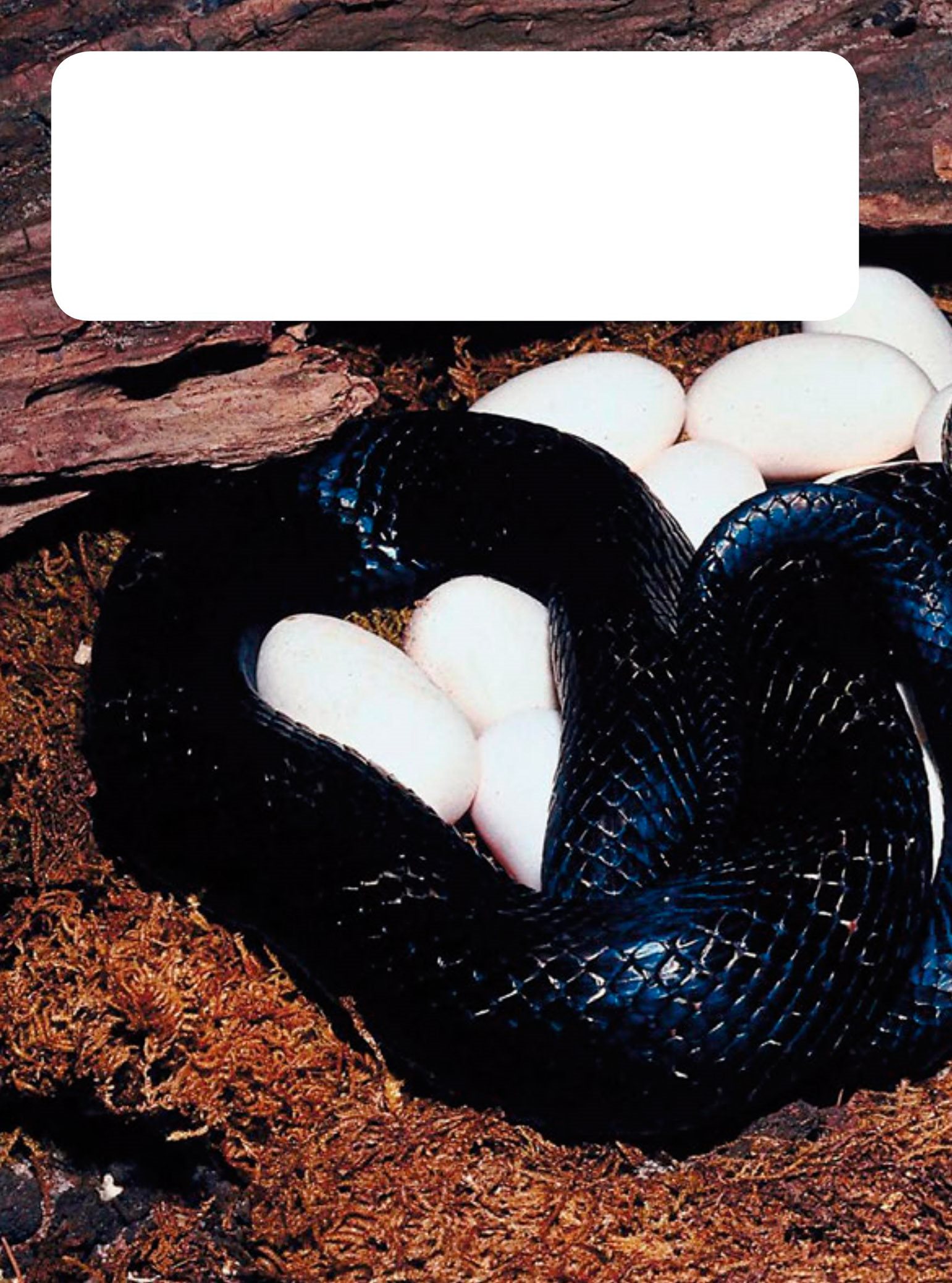 Most baby snakes hatch out of eggs but other kinds are born alive Their - photo 16