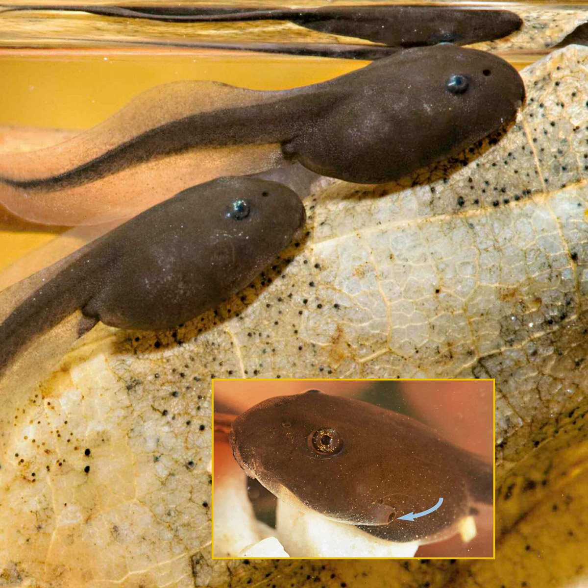 spiracle Day Tiny tadpoles school at the edge of the pond The - photo 17