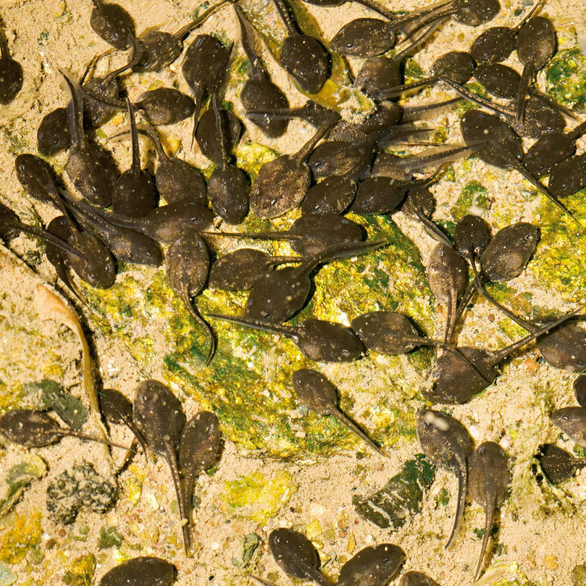 Day Tiny tadpoles school at the edge of the pond The water is warm here - photo 18