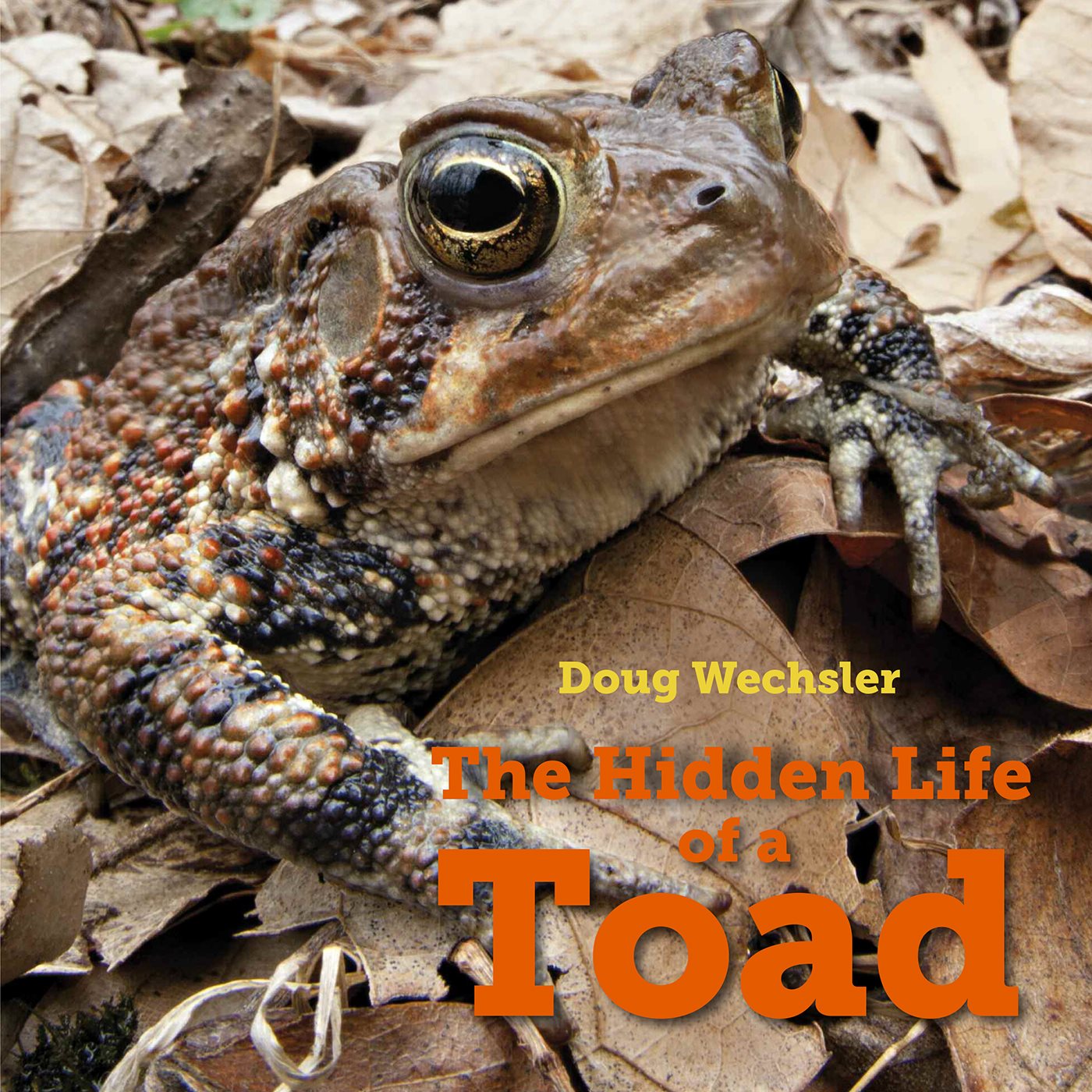 The Hidden Life of a Toad Doug Wechsler - photo 1