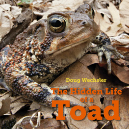 Doug Wechsler The Hidden Life of a Toad