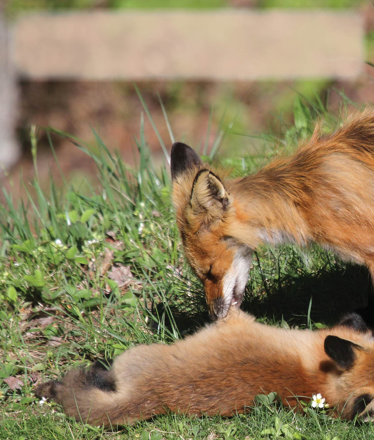 The mother also spends a lot of time grooming her kits She uses her teeth to - photo 10