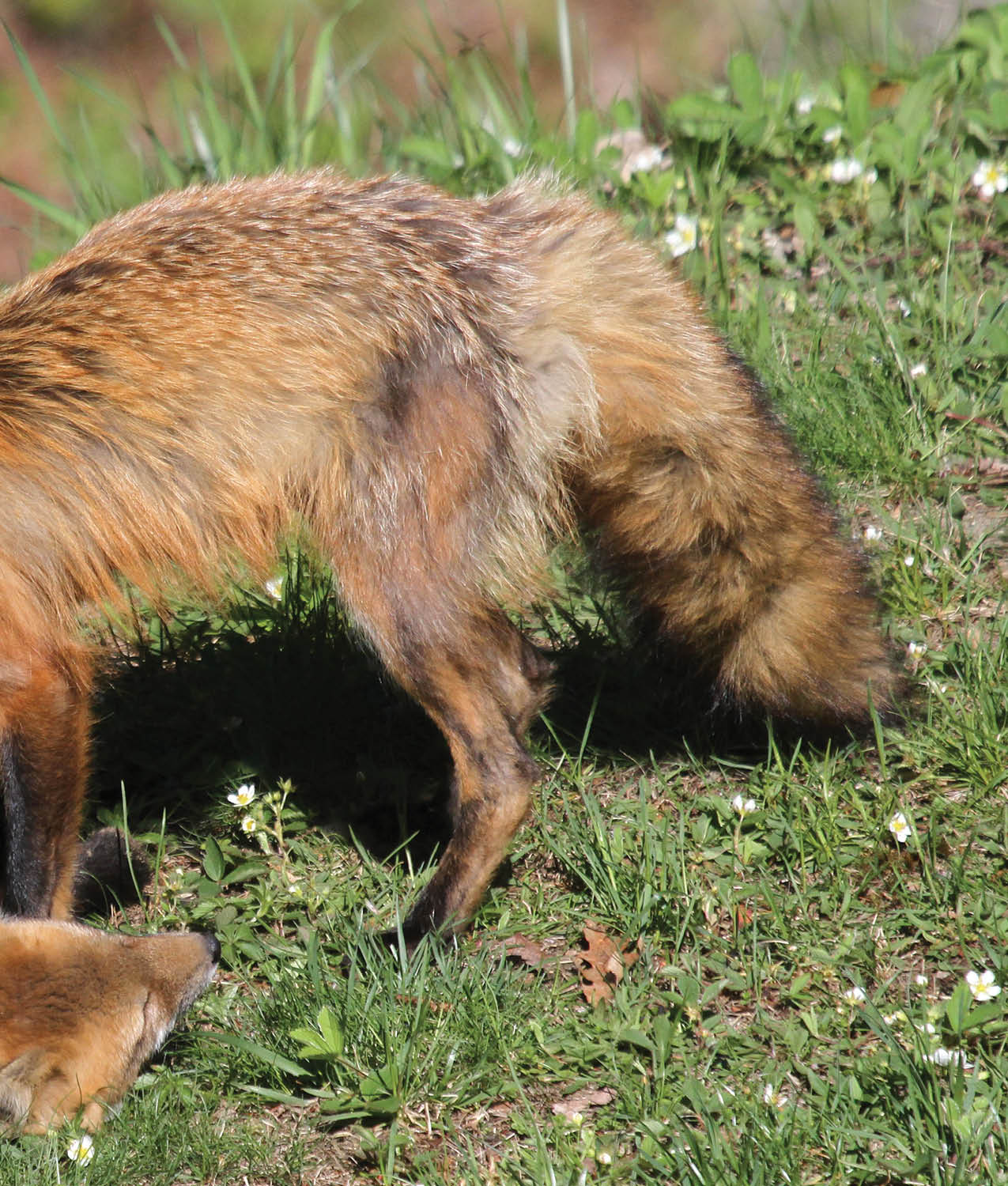 Young foxes learn about the world by using their different senses Like - photo 11