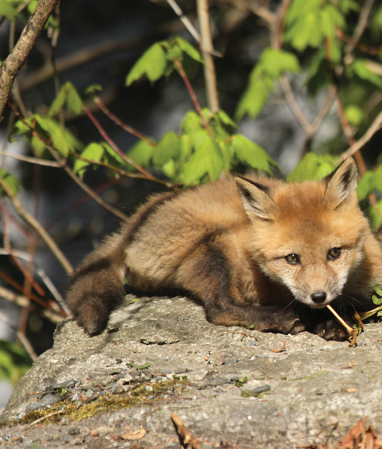 Young foxes learn about the world by using their different senses Like human - photo 12