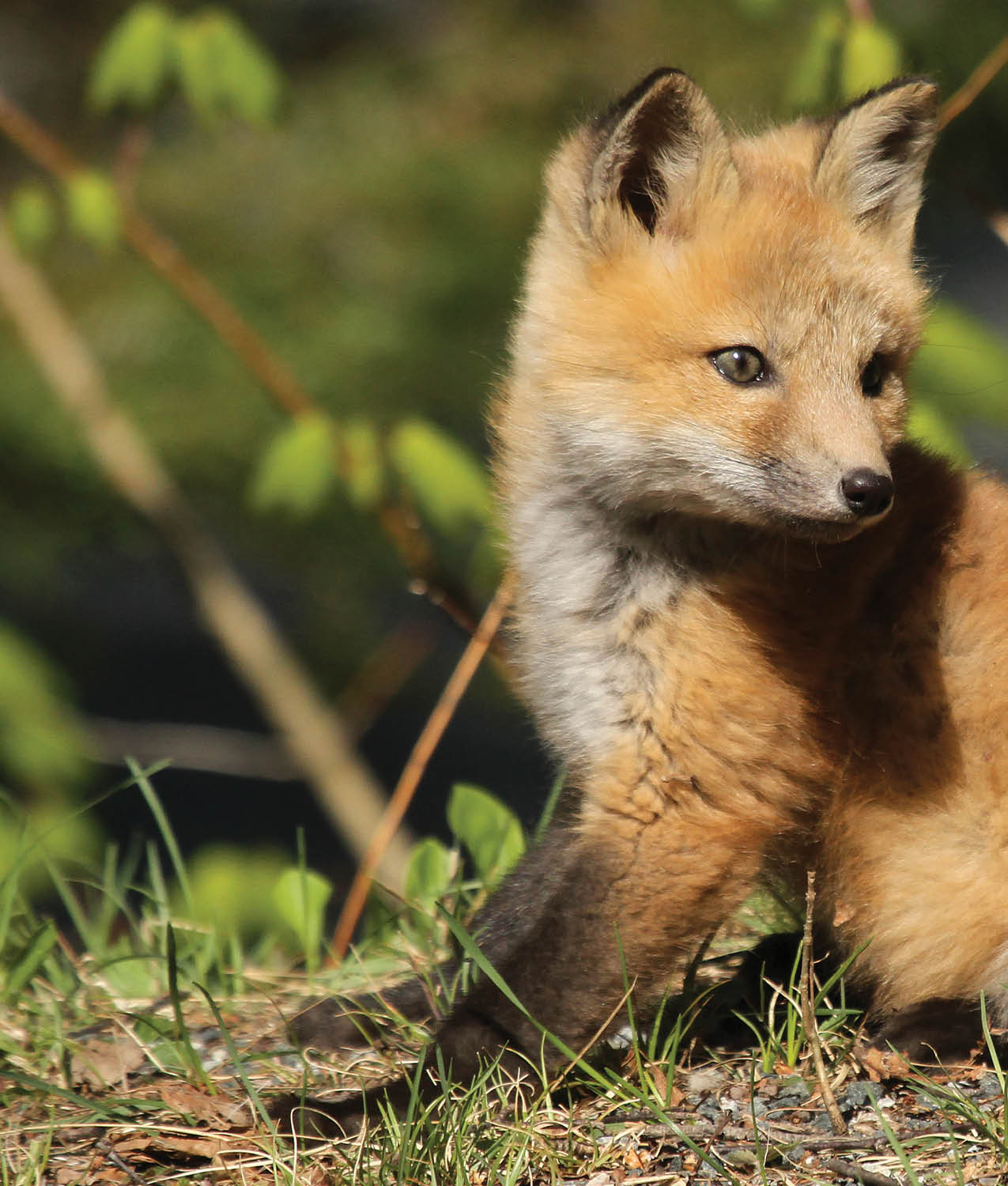 Foxes use their ears to explore the world too Ferdinand listens by pointing - photo 14