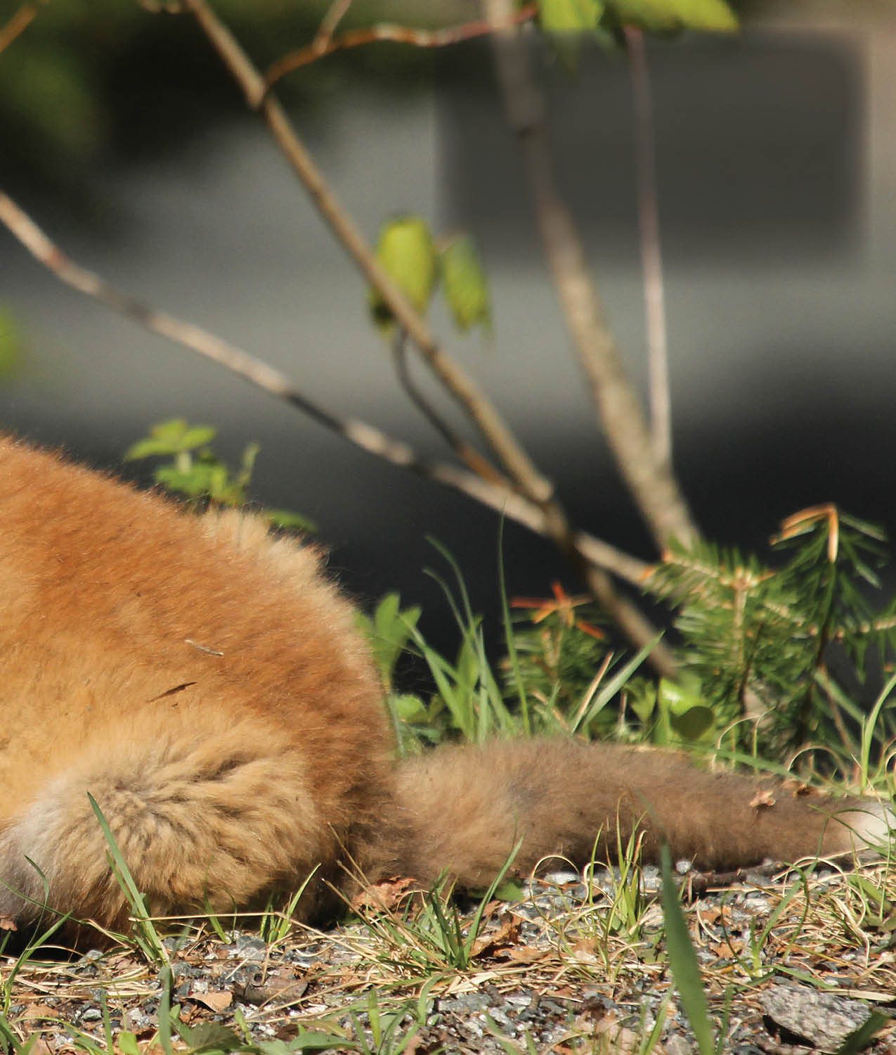 Foxes use their ears to explore the world too Ferdinand listens by pointing - photo 15