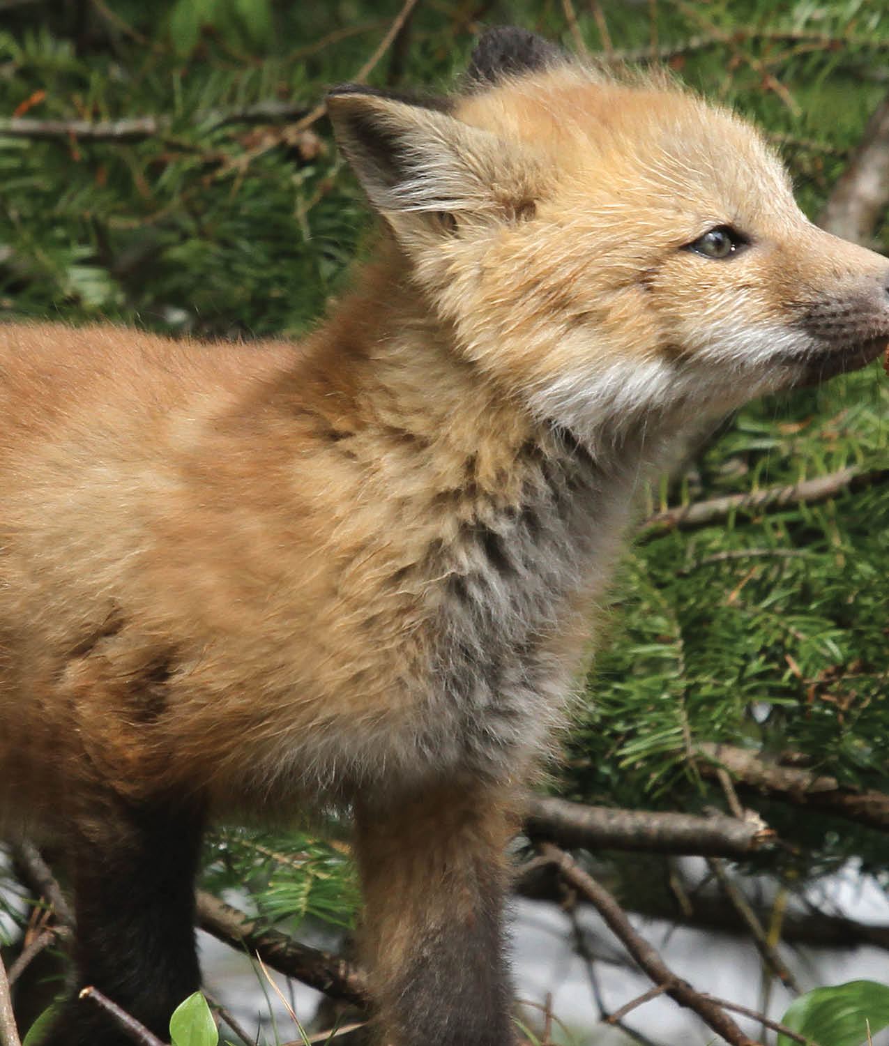 A foxs most important sense is his sense of smell Ferdinands nose sticks out - photo 16