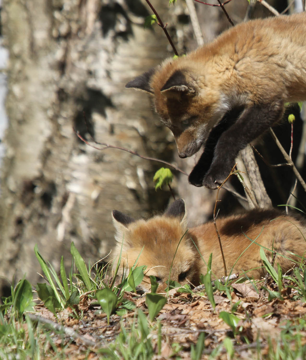 Sometimes the kits leap up into the air and pounce on one of their brothers or - photo 18