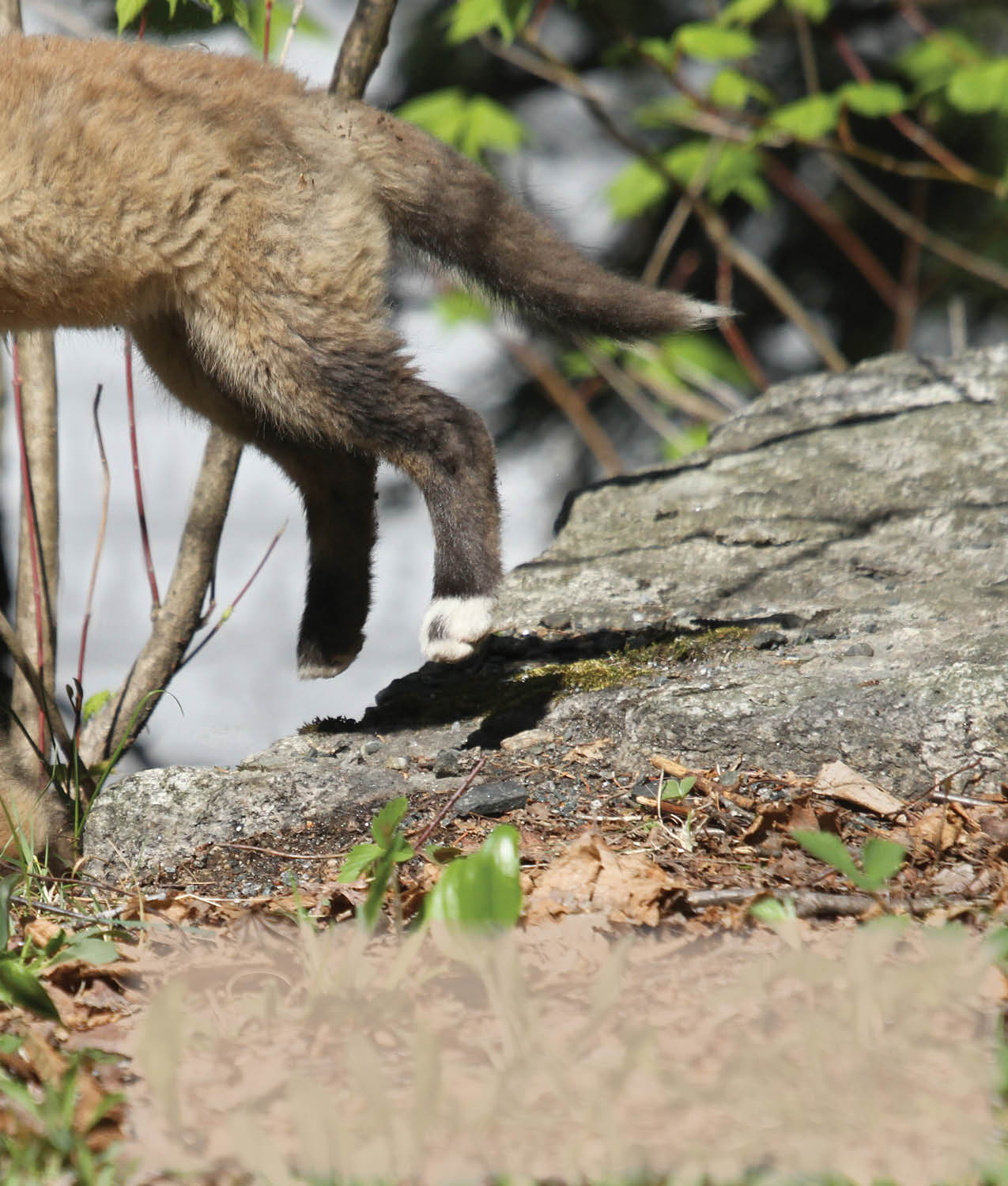 Sometimes the kits leap up into the air and pounce on one of their brothers or - photo 19