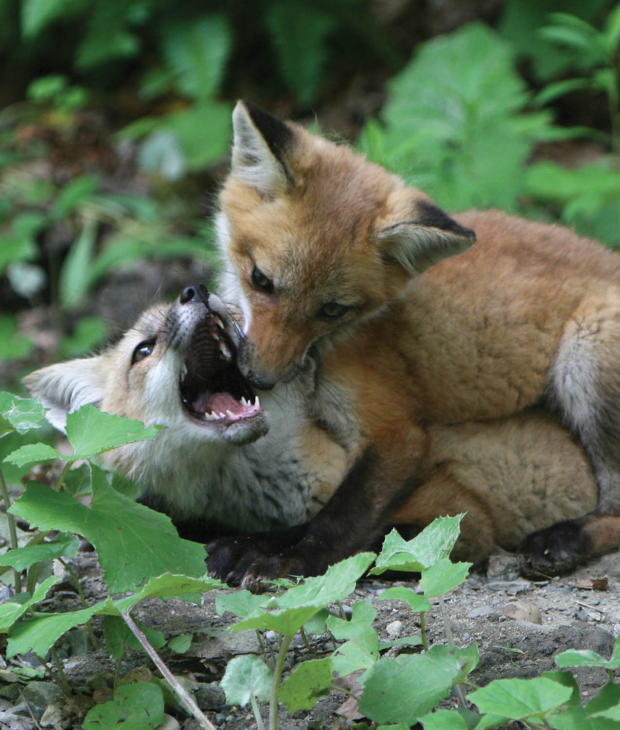 It might look like they are fighting but fox kits play just like puppies - photo 20