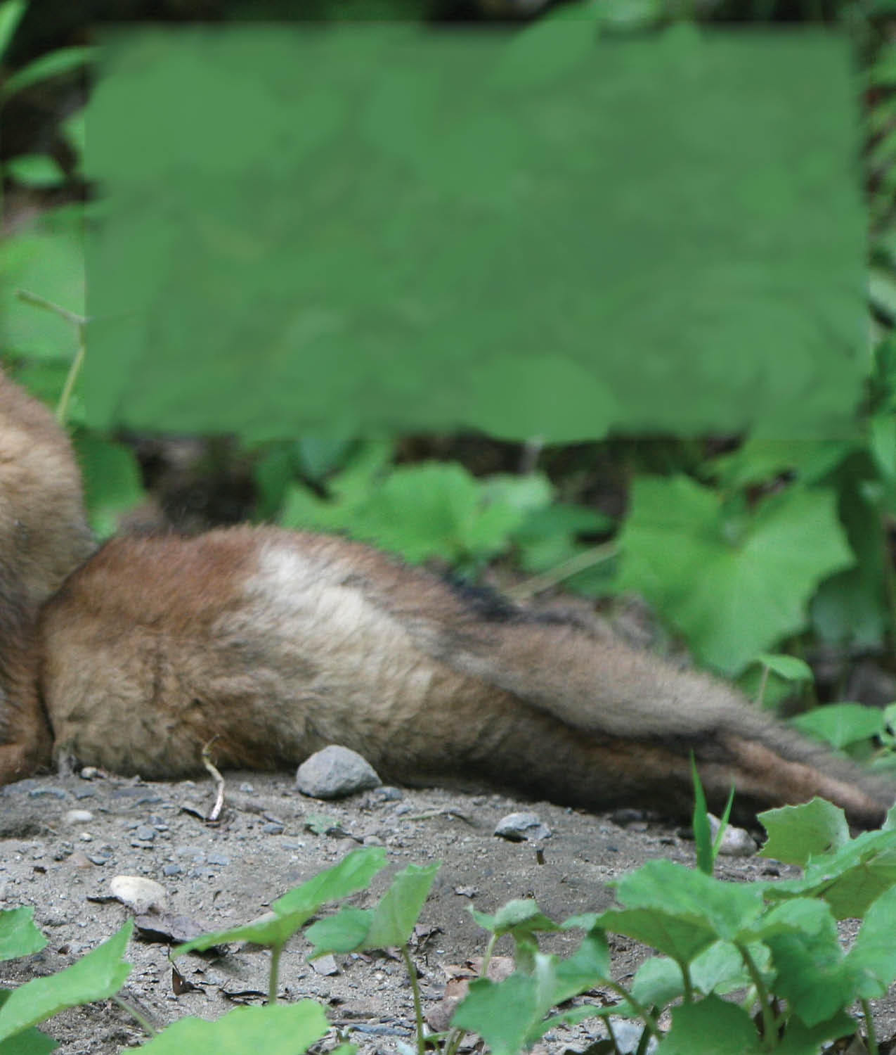 It might look like they are fighting but fox kits play just like puppies - photo 21