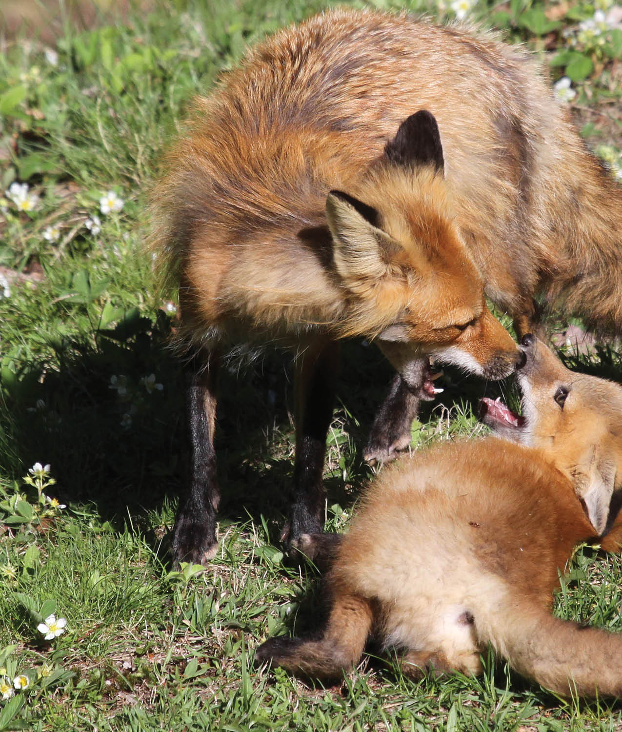 Soon the mother stops letting the kits drink her milk Sometimes the mother - photo 24