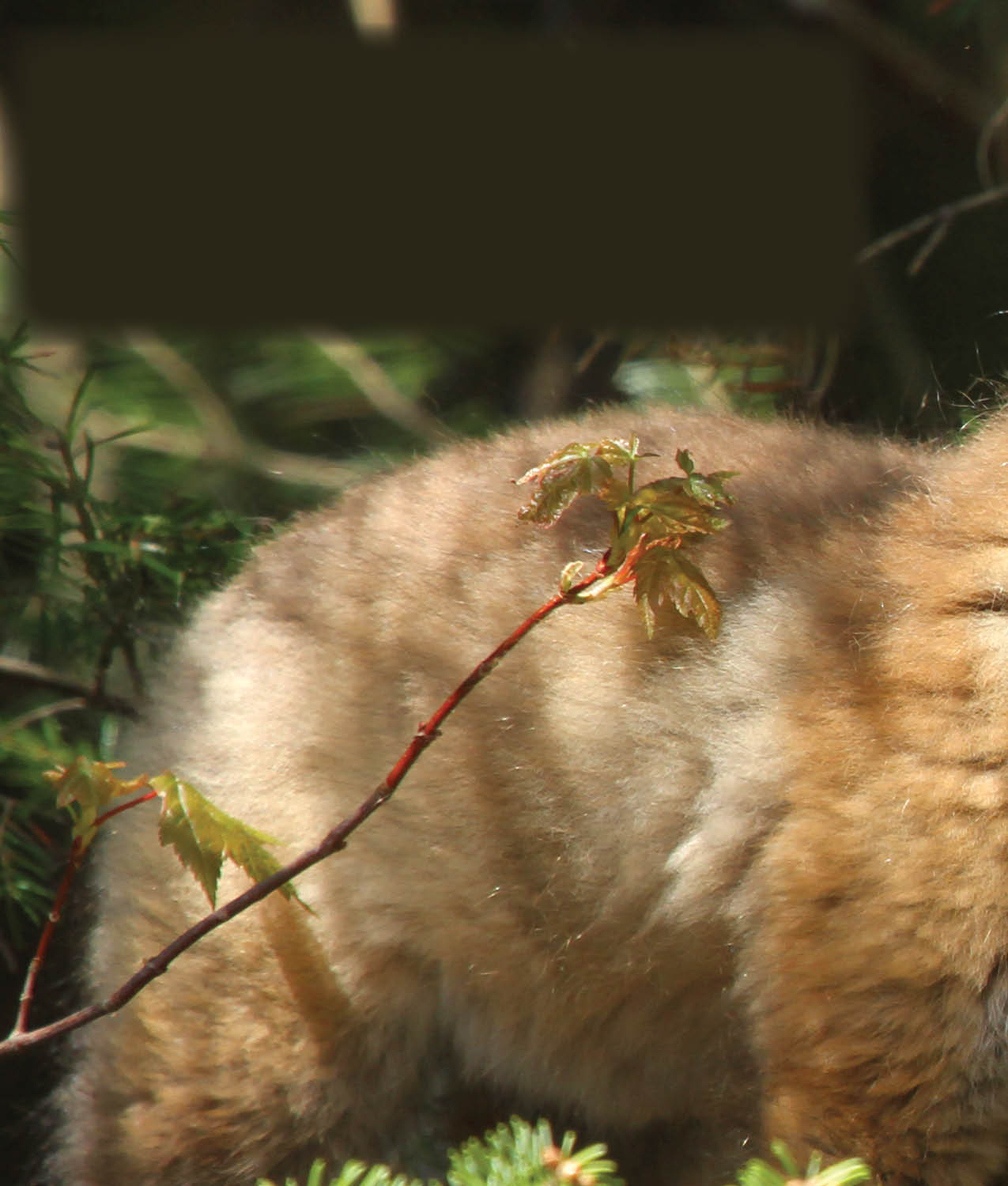 Without their mothers milk the kits become very hungry This makes them more - photo 26