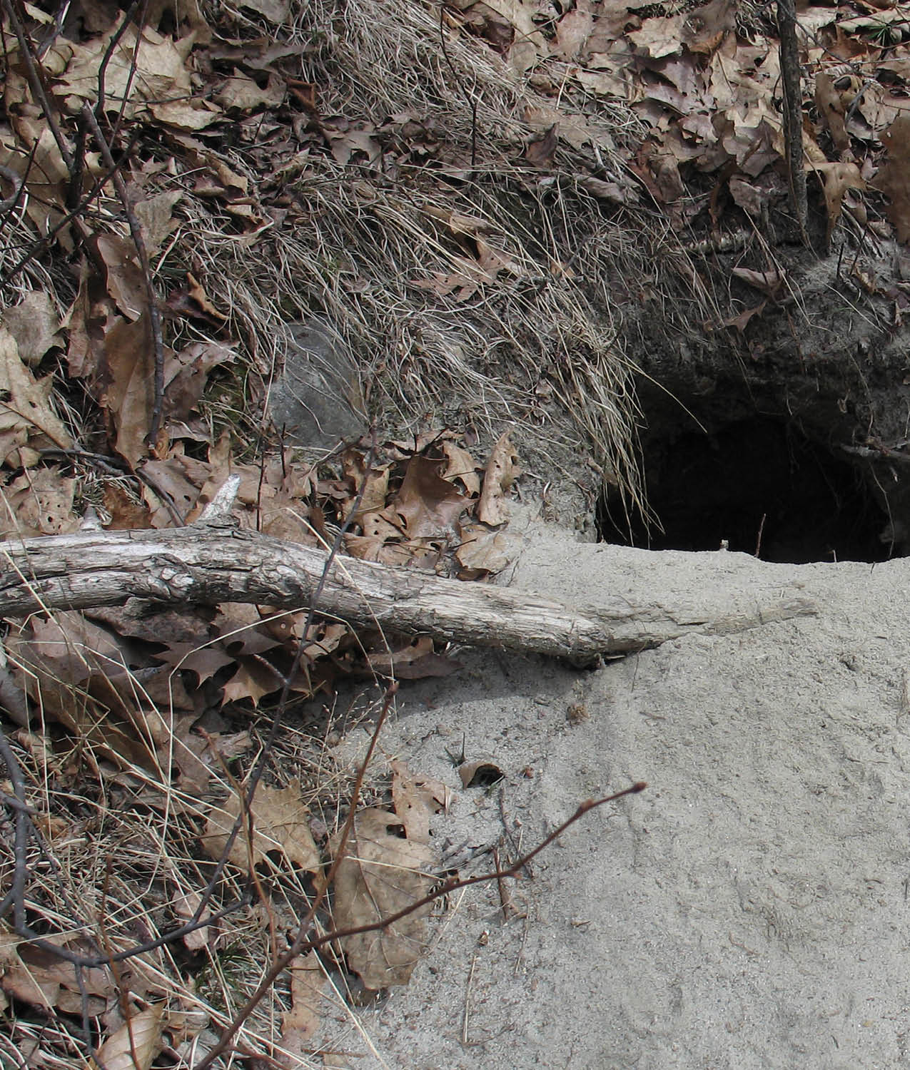 Ferdinand and his four brothers and sisters were born in an underground den at - photo 4