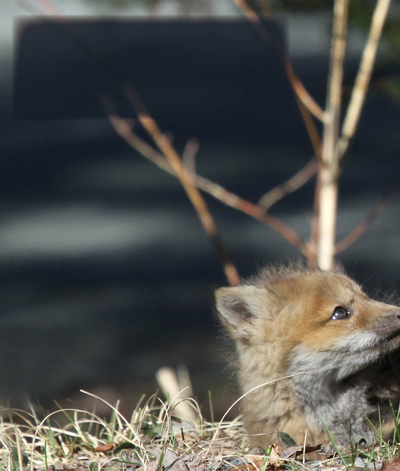 When they are about five weeks old the kits decide to see what the world looks - photo 6