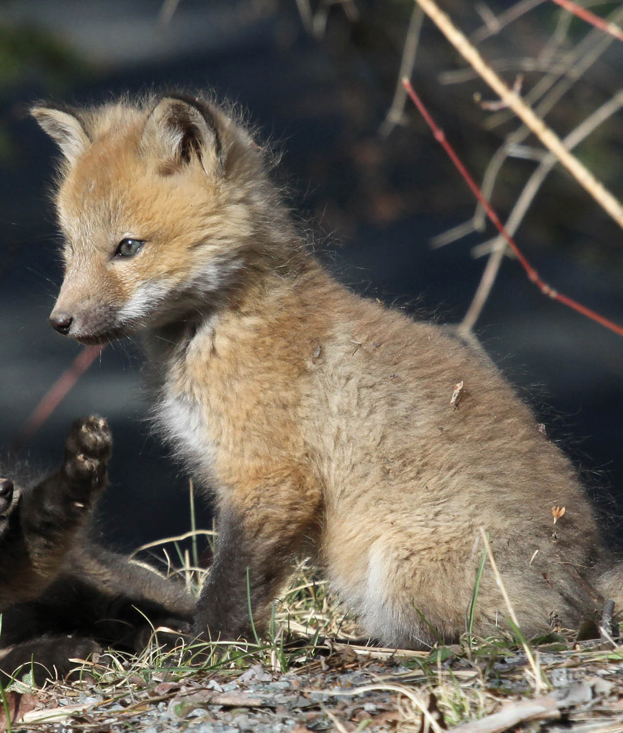 The mother continues to care for and nurse the kits Ferdinand is the third - photo 7