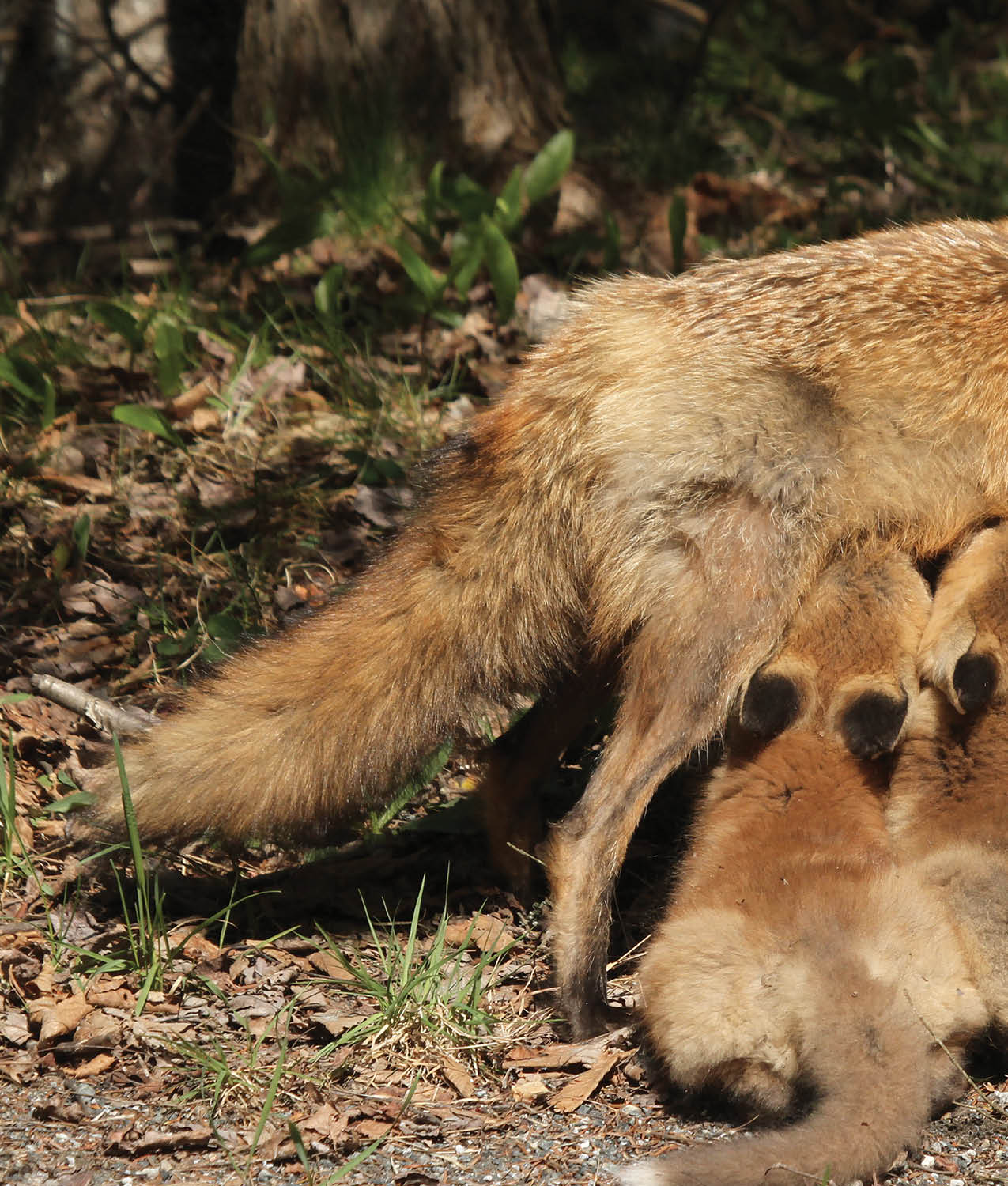 The mother continues to care for and nurse the kits Ferdinand is the third - photo 8