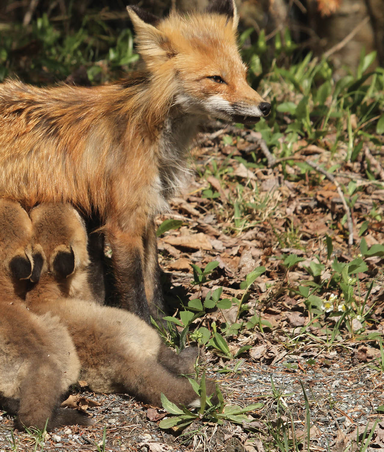 The mother also spends a lot of time grooming her kits She uses her teeth to - photo 9