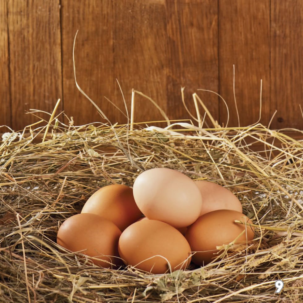 Hens take good care of their eggs They sit on the eggs until they - photo 11