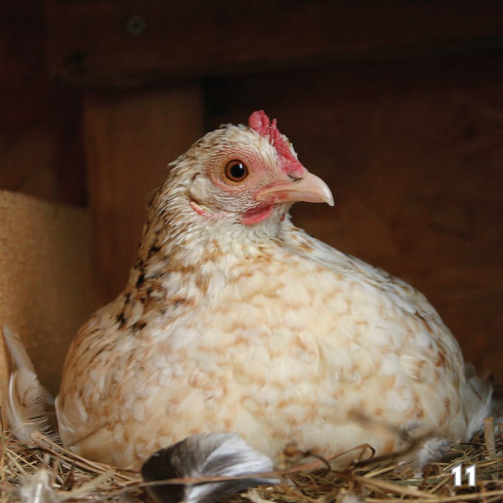 Hens also have to turn the eggs until they hatch Hens turn the eggs - photo 13