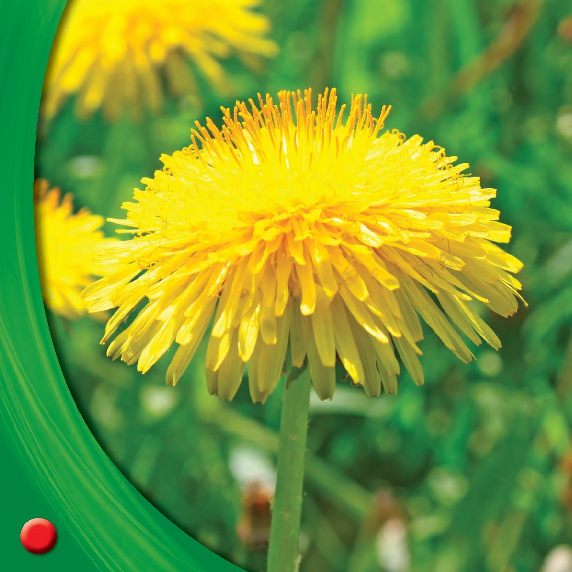 Dandelions have tiny yellow petals They will turn into white seeds - photo 20