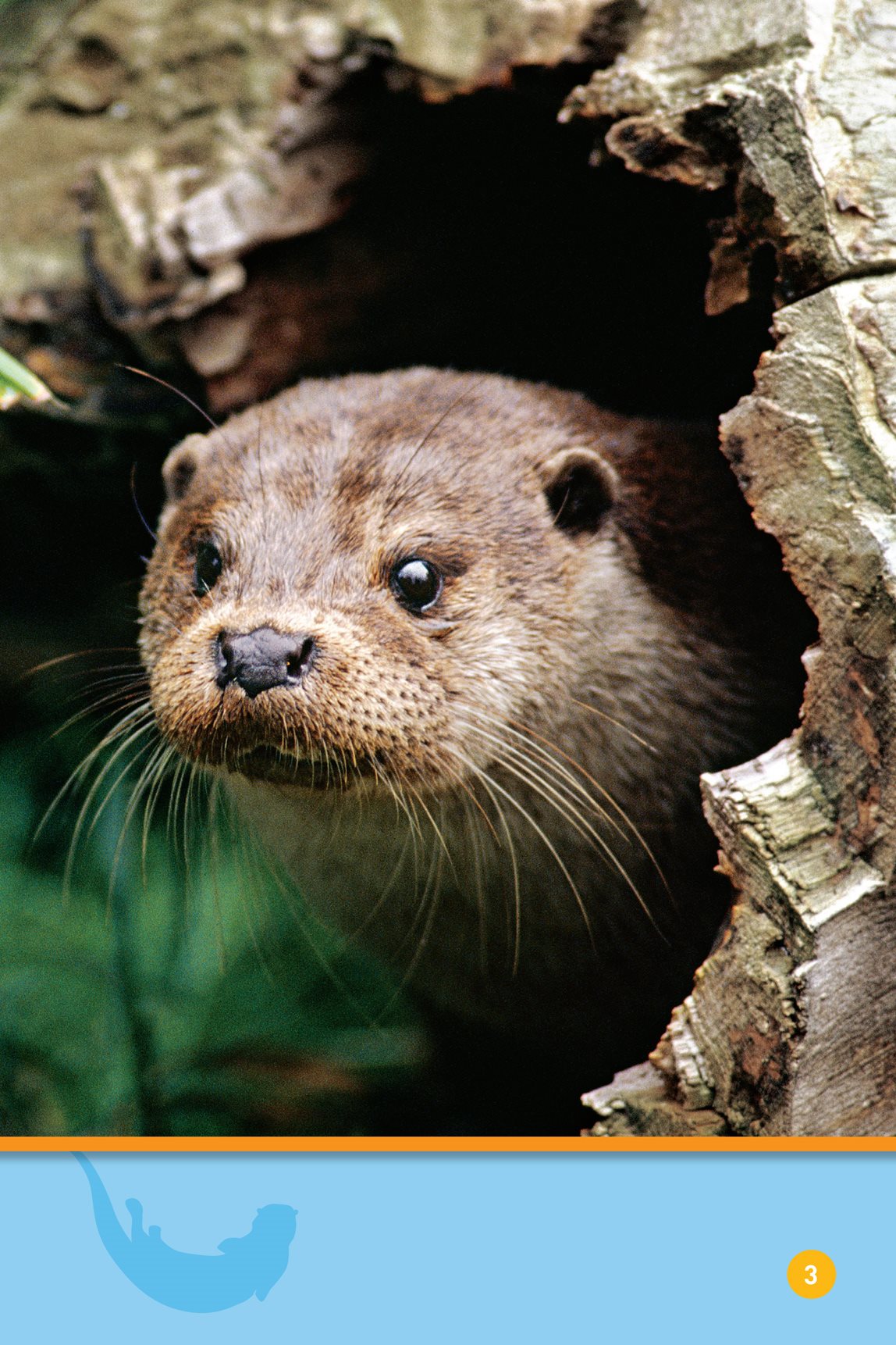 Peek otter Run to the river Jump - photo 5