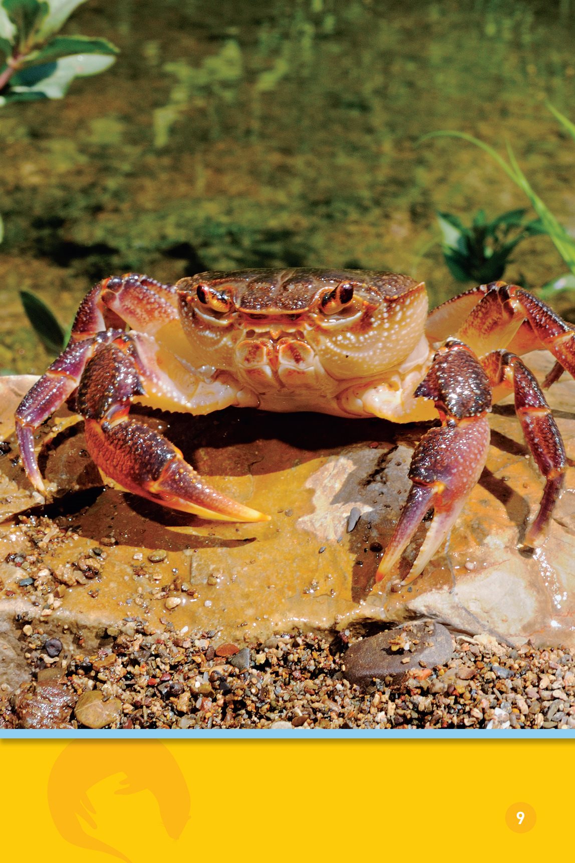 and crabs Eat - photo 11