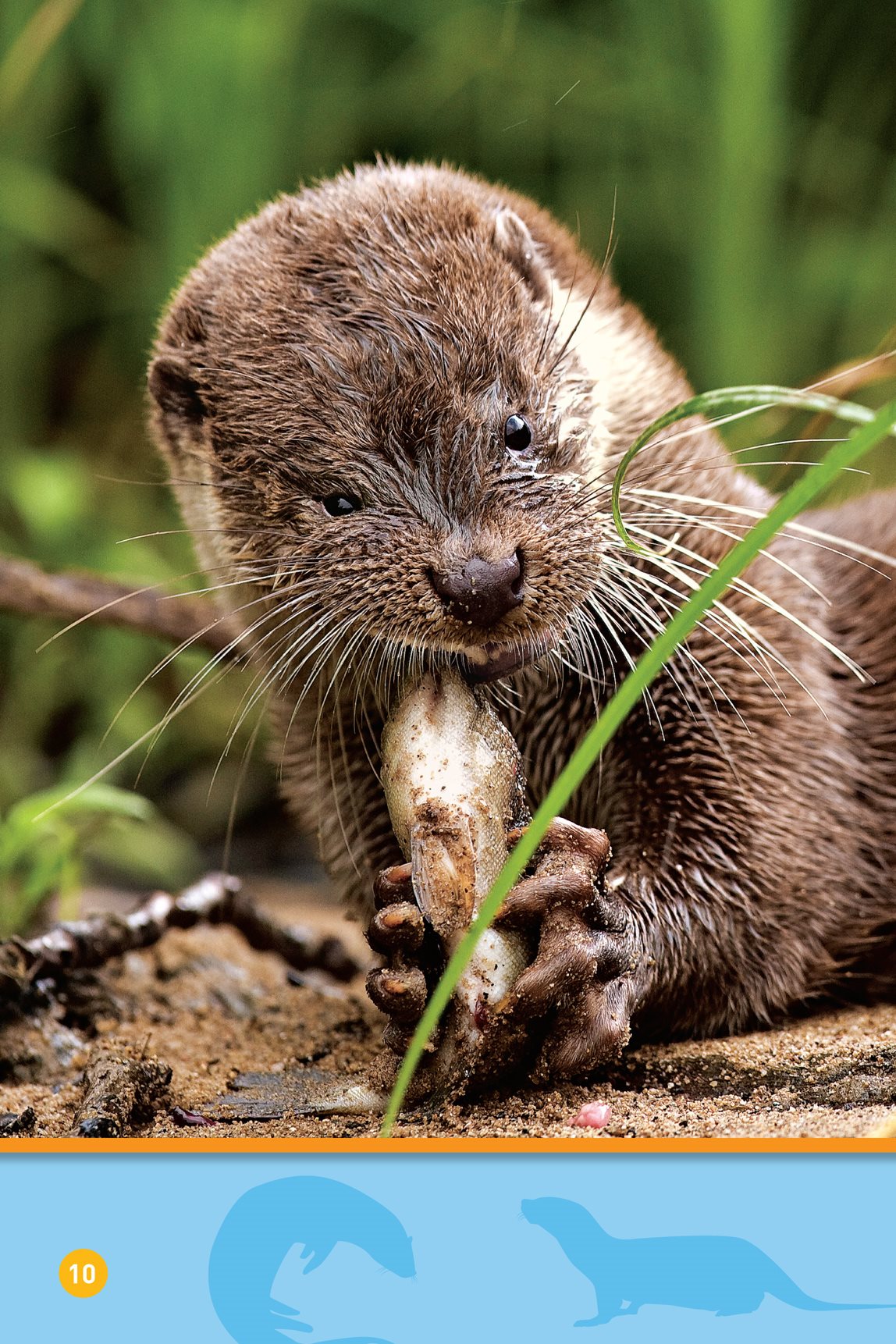 Eat An otter has a strong tail - photo 12