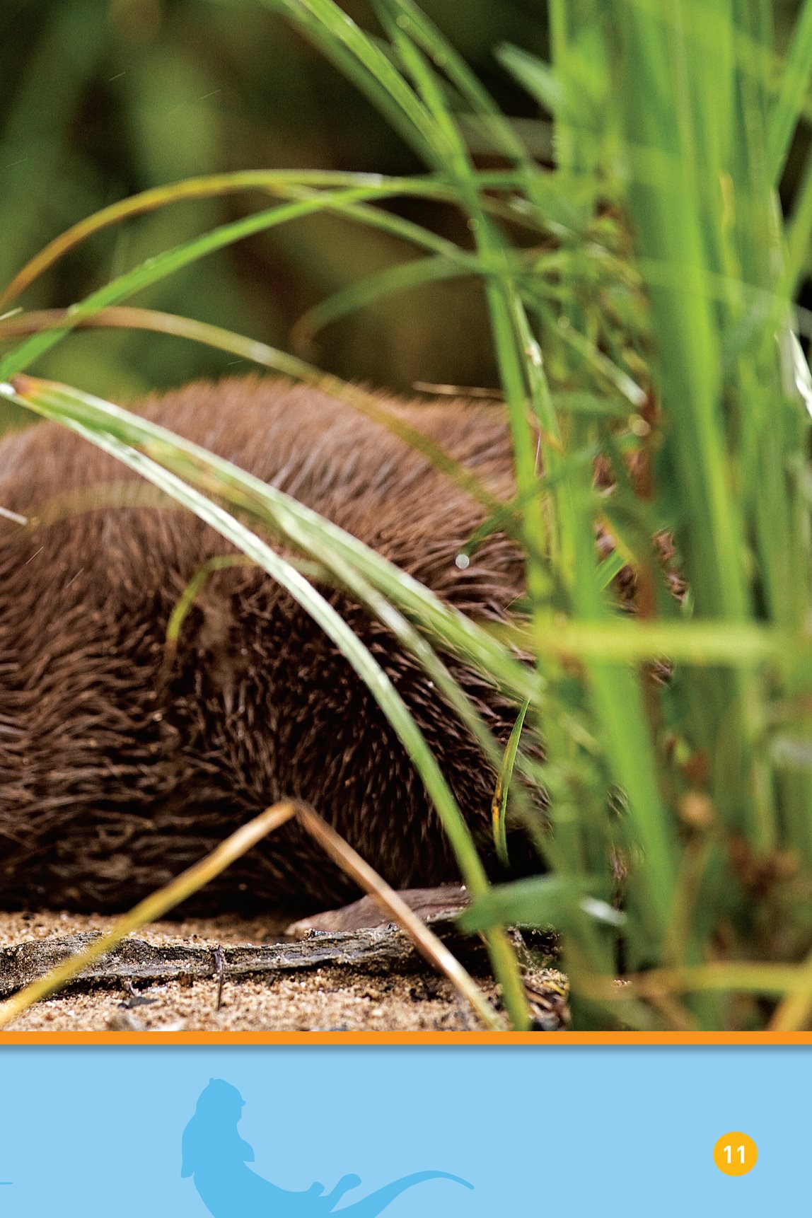 Eat An otter has a strong tail It has webbed - photo 13