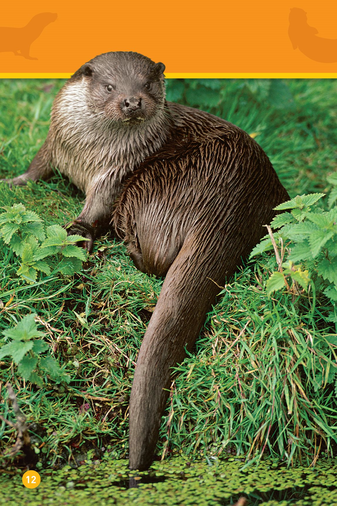 An otter has a strong tail It has webbed feet - photo 14