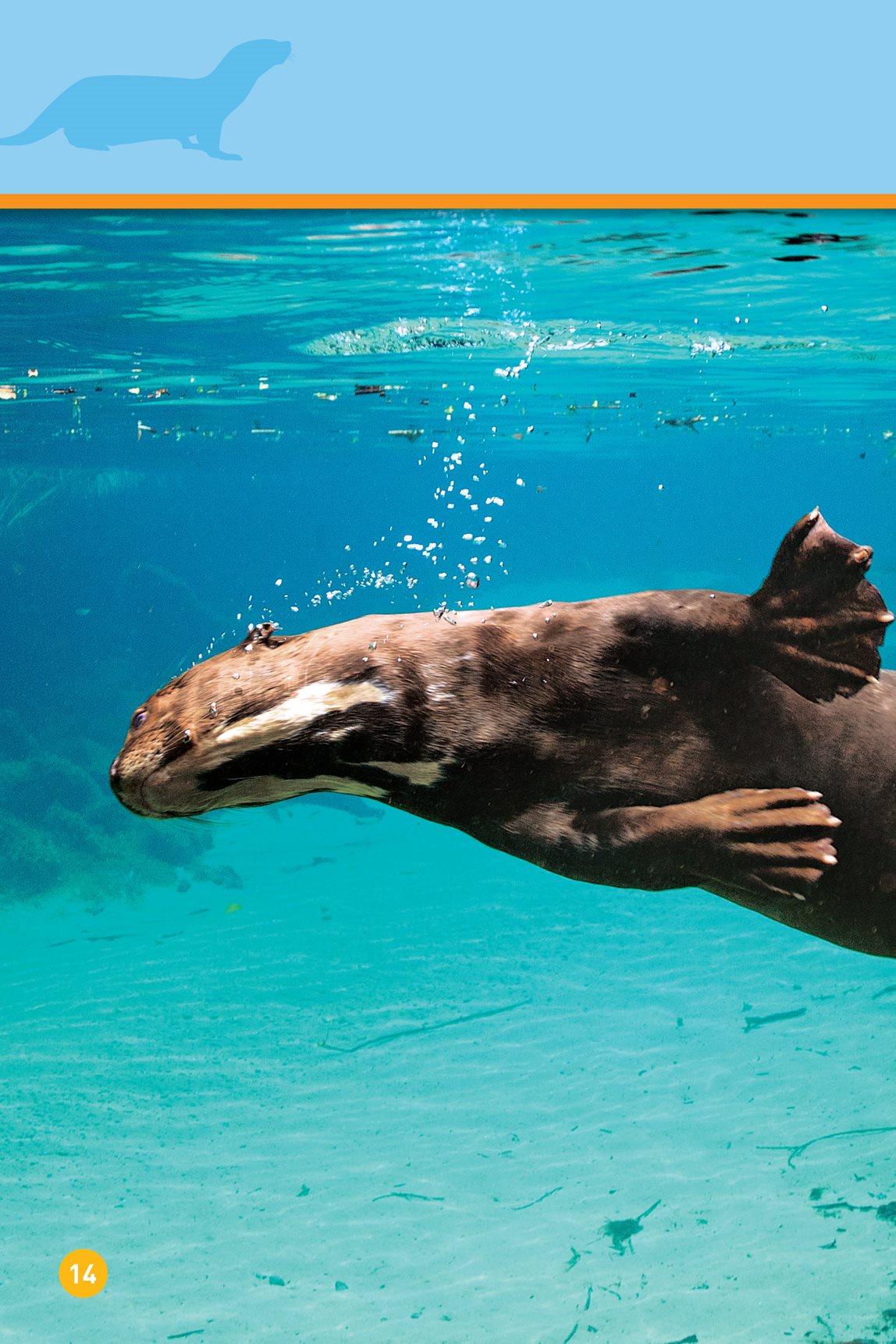 Swim Flip This otter teaches its baby to find f - photo 16