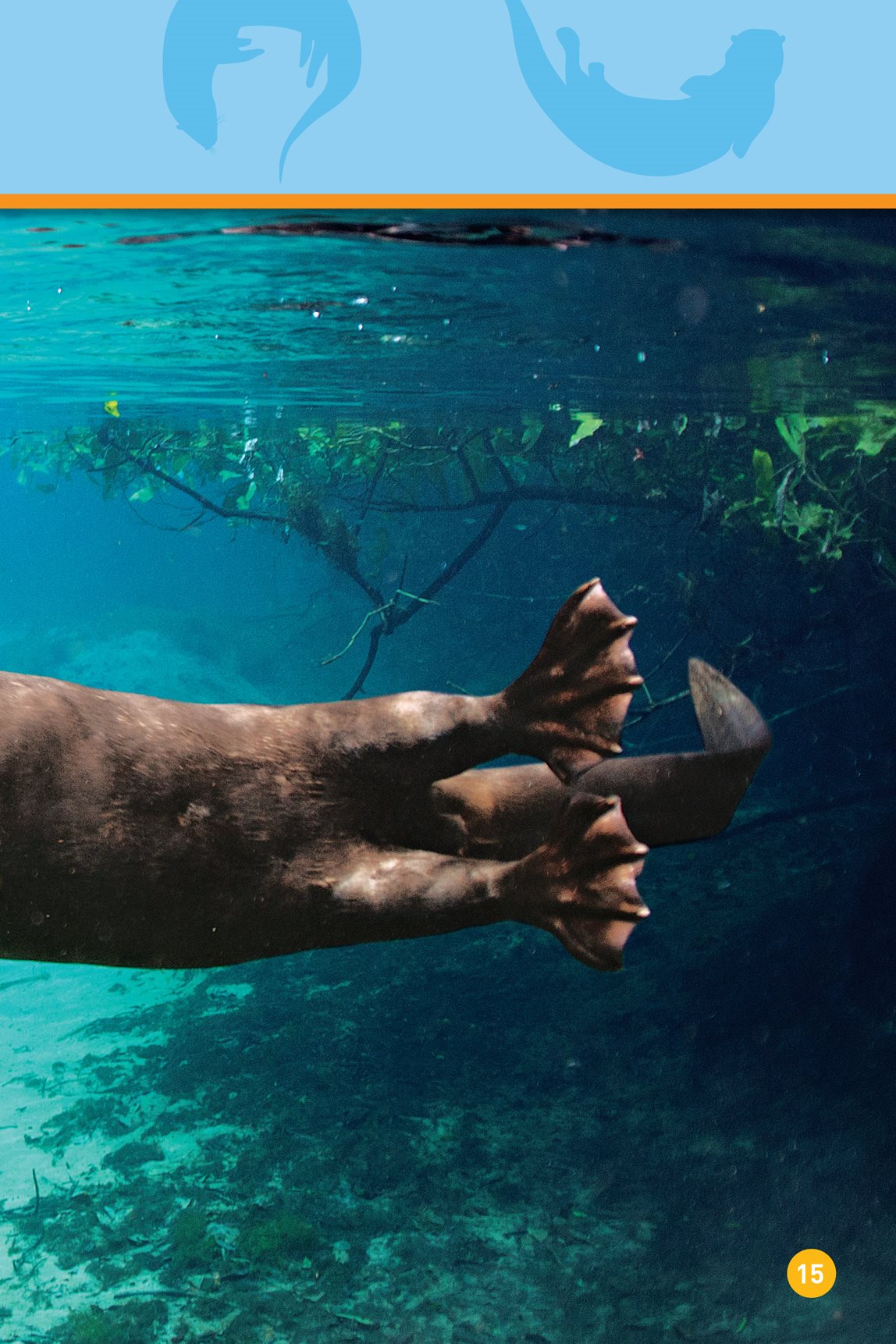 This otter teaches its baby to find food - photo 17