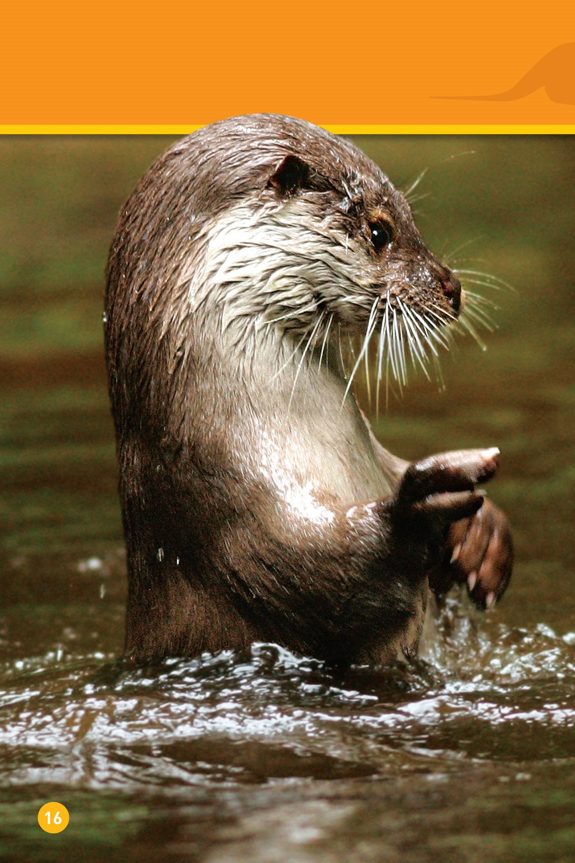 This otter teaches its baby to find food This ot - photo 18