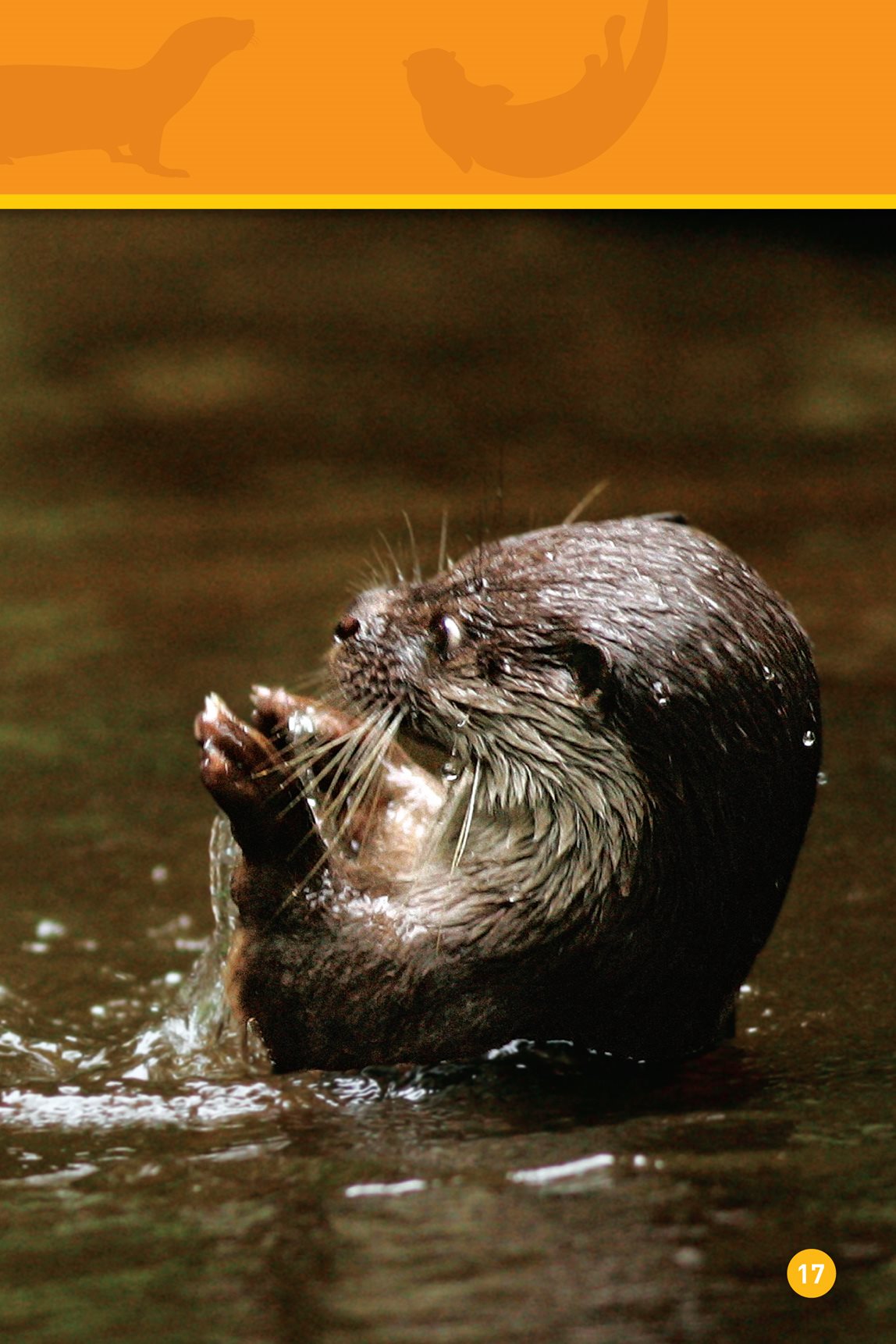 This otter calls out to its baby Where is it - photo 19