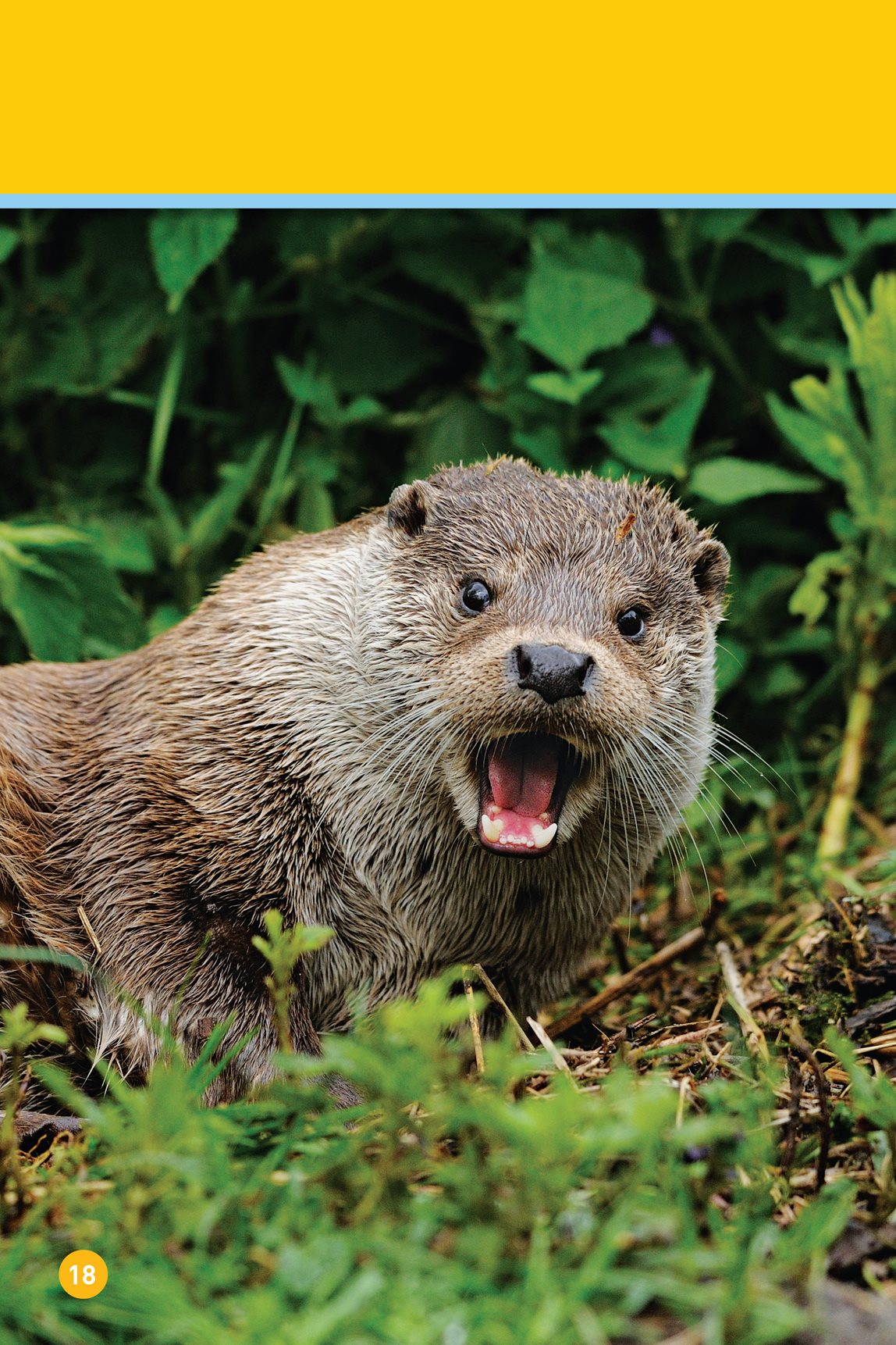 This otter calls out to its baby Where is it Here it is - photo 20