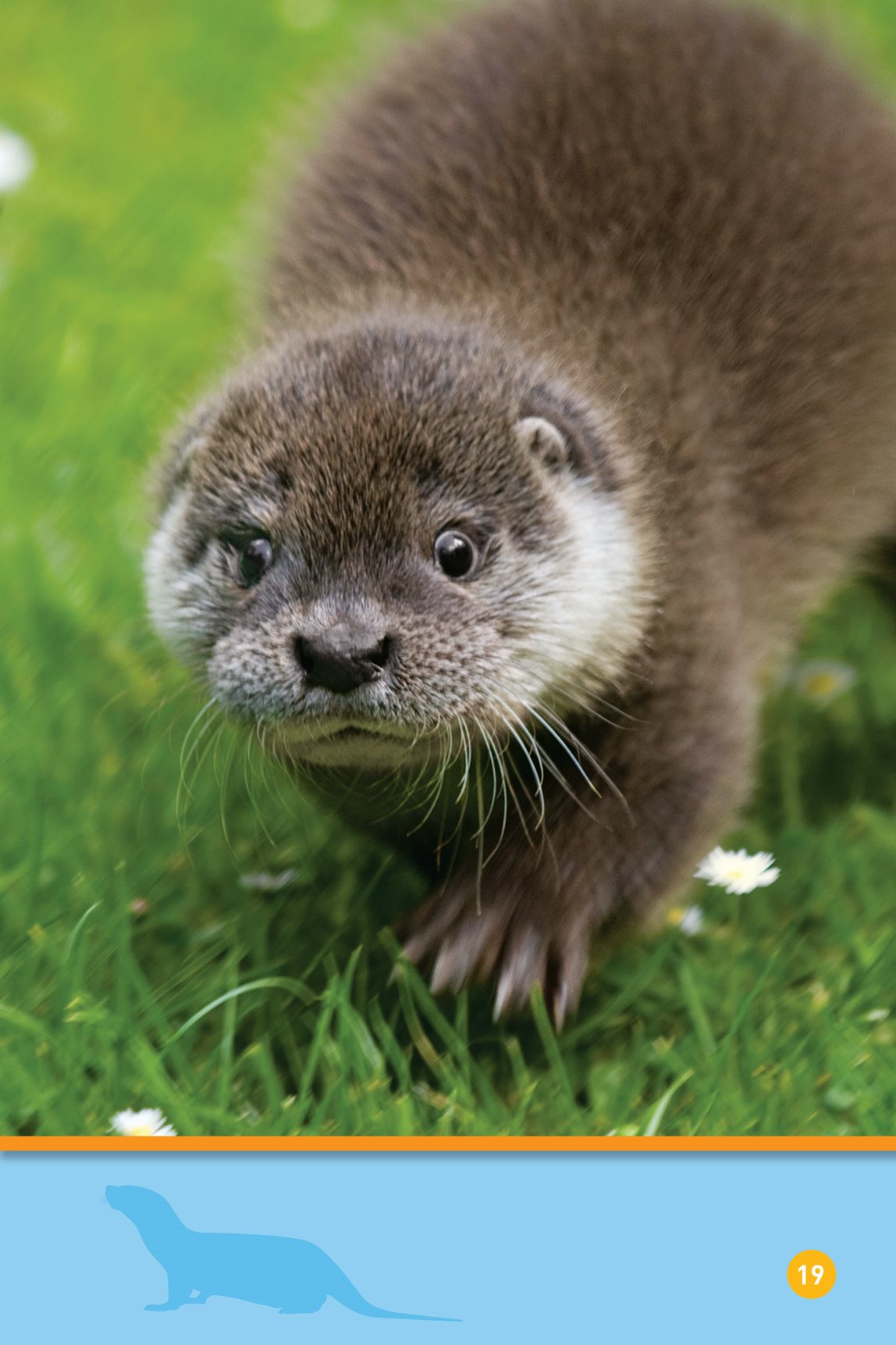 Here it is Its been a busy day Sleep otter - photo 21