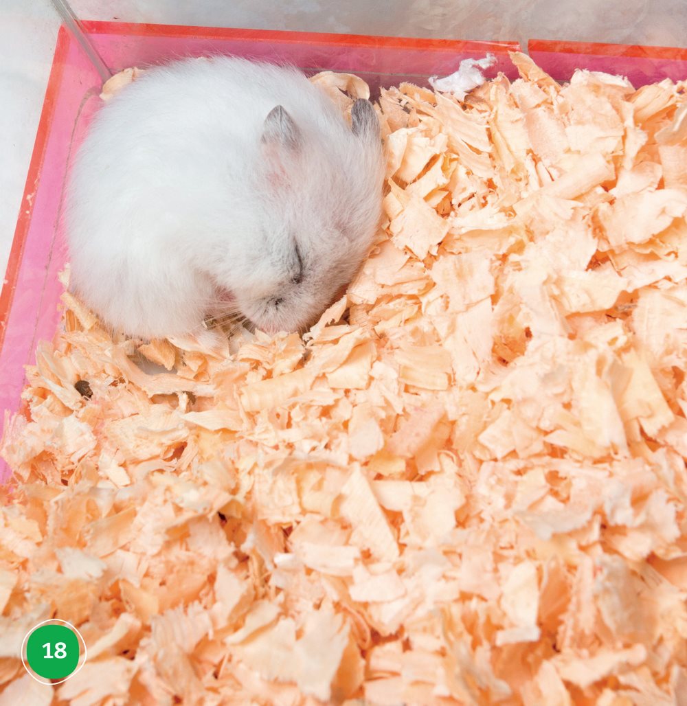 Hamsters sleep during the day They are awake and make noise at night We - photo 18