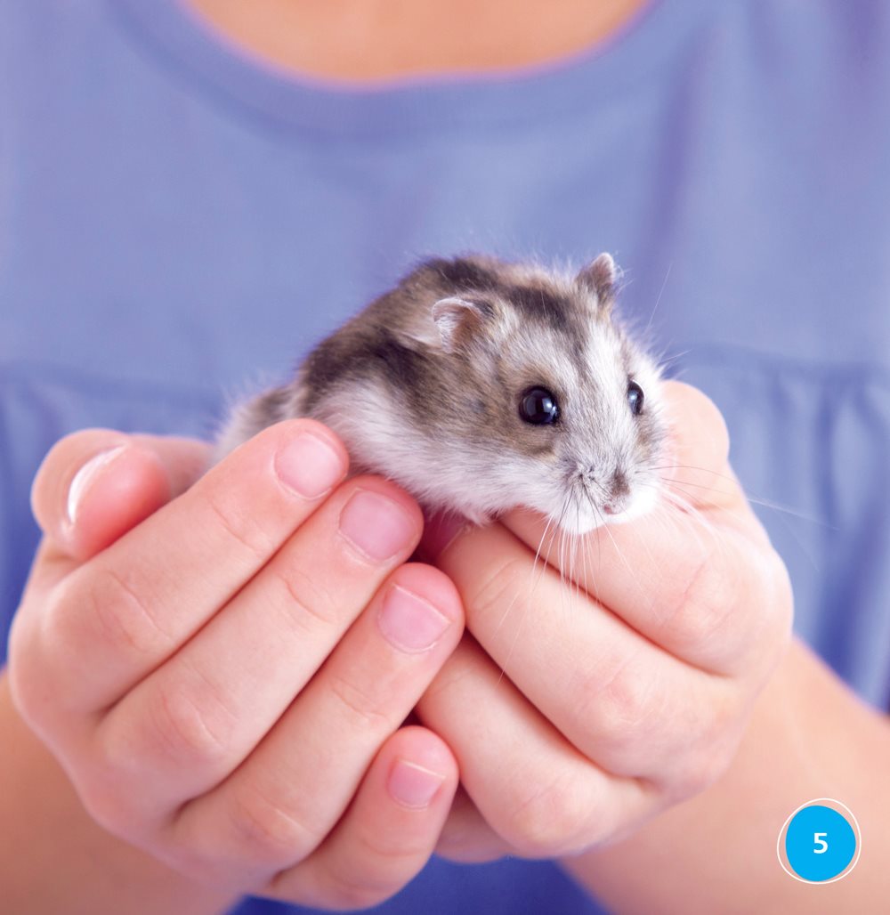 A hamster needs a cage A hamster should live alone Why does a pet - photo 5