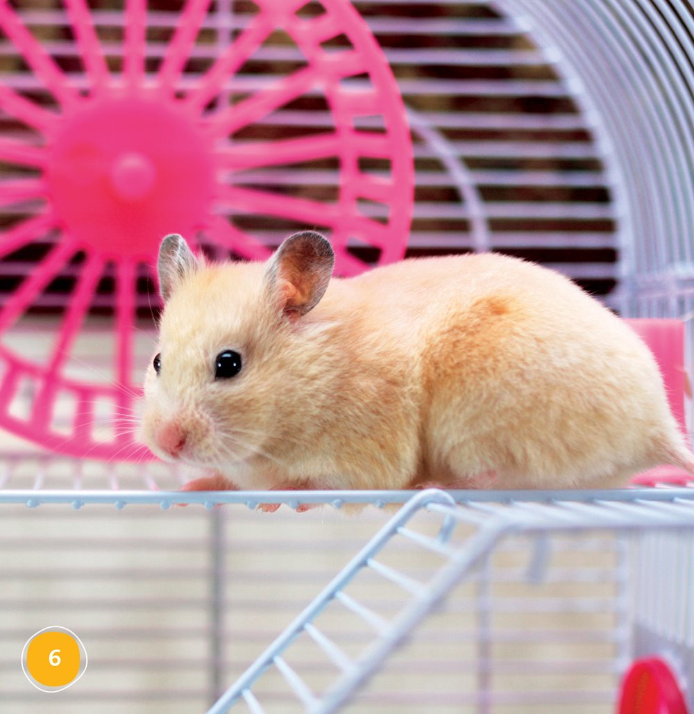 A hamster needs a cage A hamster should live alone Why does a pet - photo 6