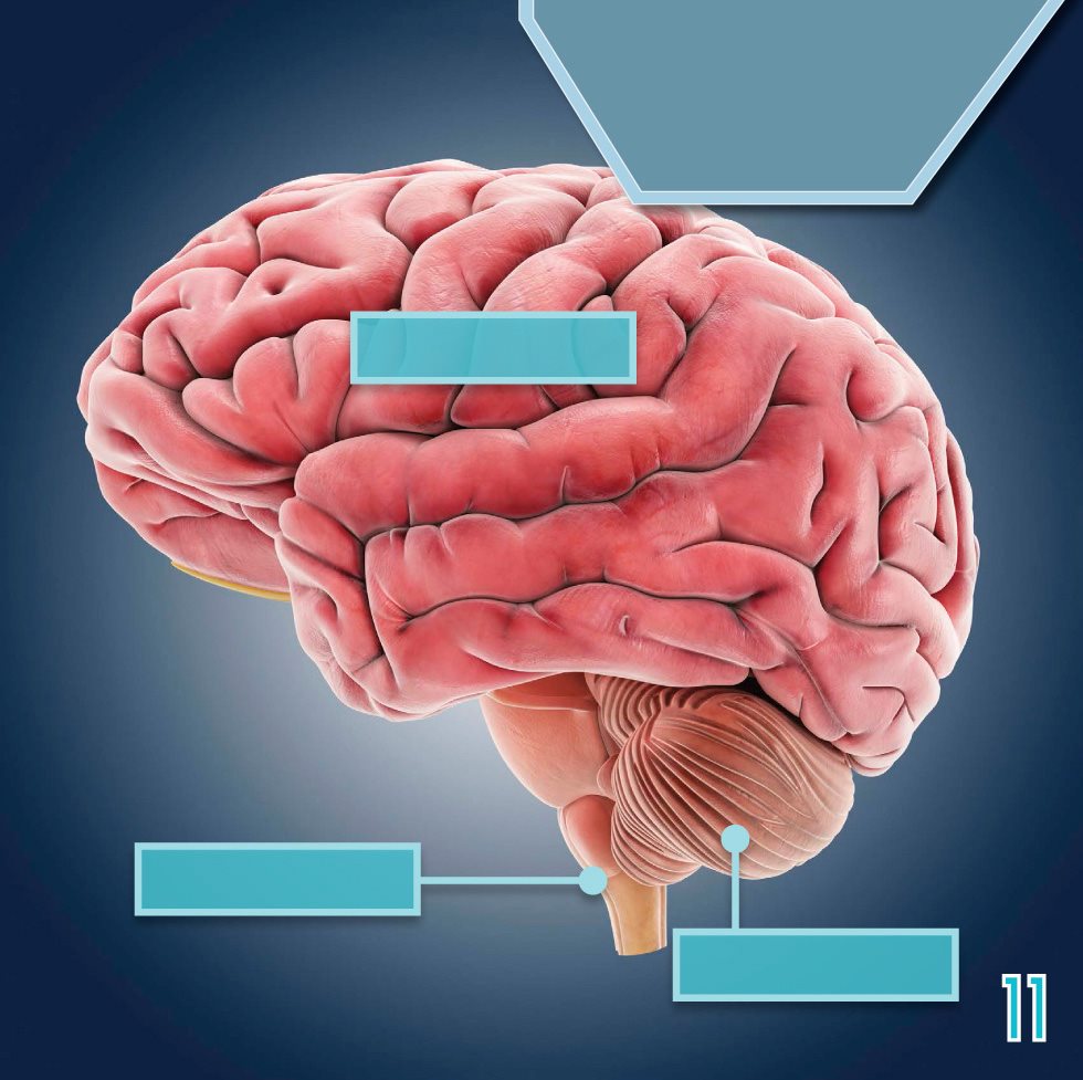 Different parts of our brain control different parts of our body cerebrum - photo 13