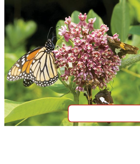 The pollen rubs off the insect onto the milkweed flower Next the insect - photo 9