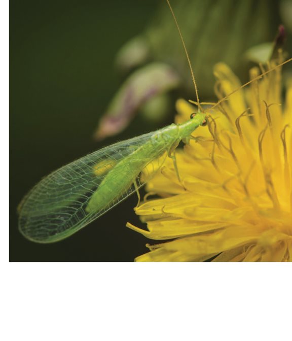 Lacewings pollinate Butterflies pollinate Butterflies have bristles - photo 13