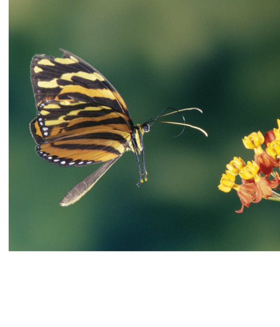 Butterflies have bristles on their legs that carry pollen Moths - photo 15